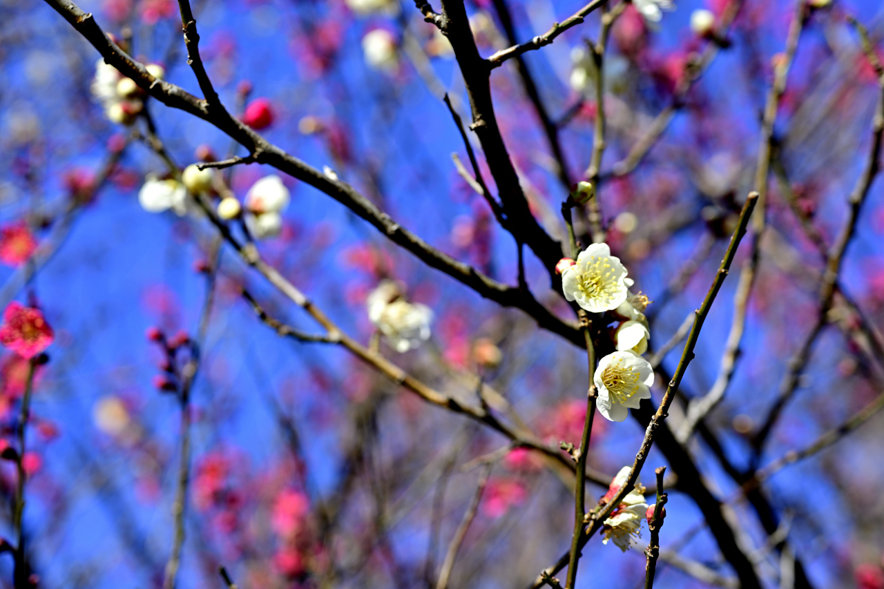 紅梅・白梅3 | PHOTO HUB by nikkor club