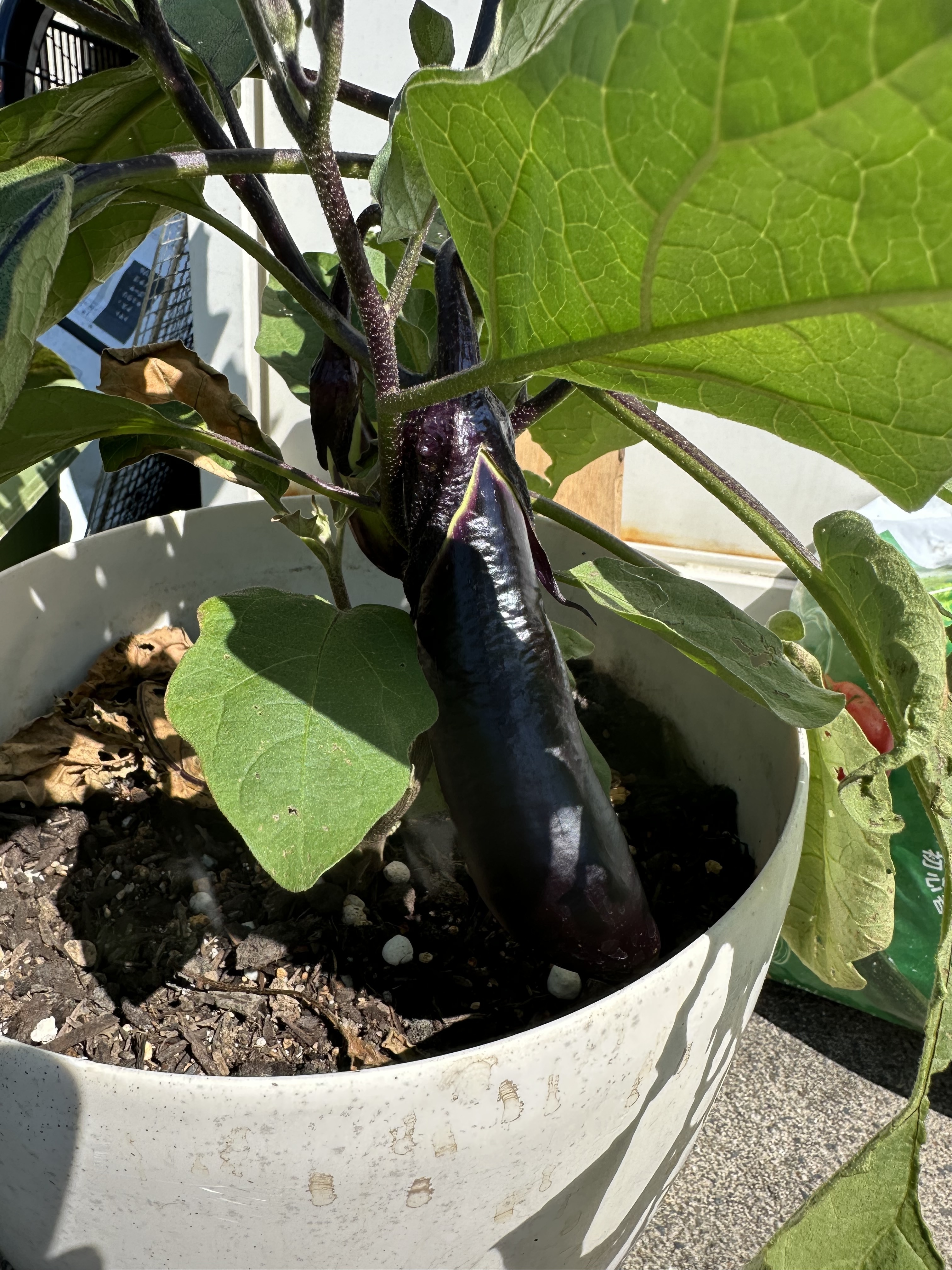 プランターでなす栽培♪ | CAINZ DIY Square