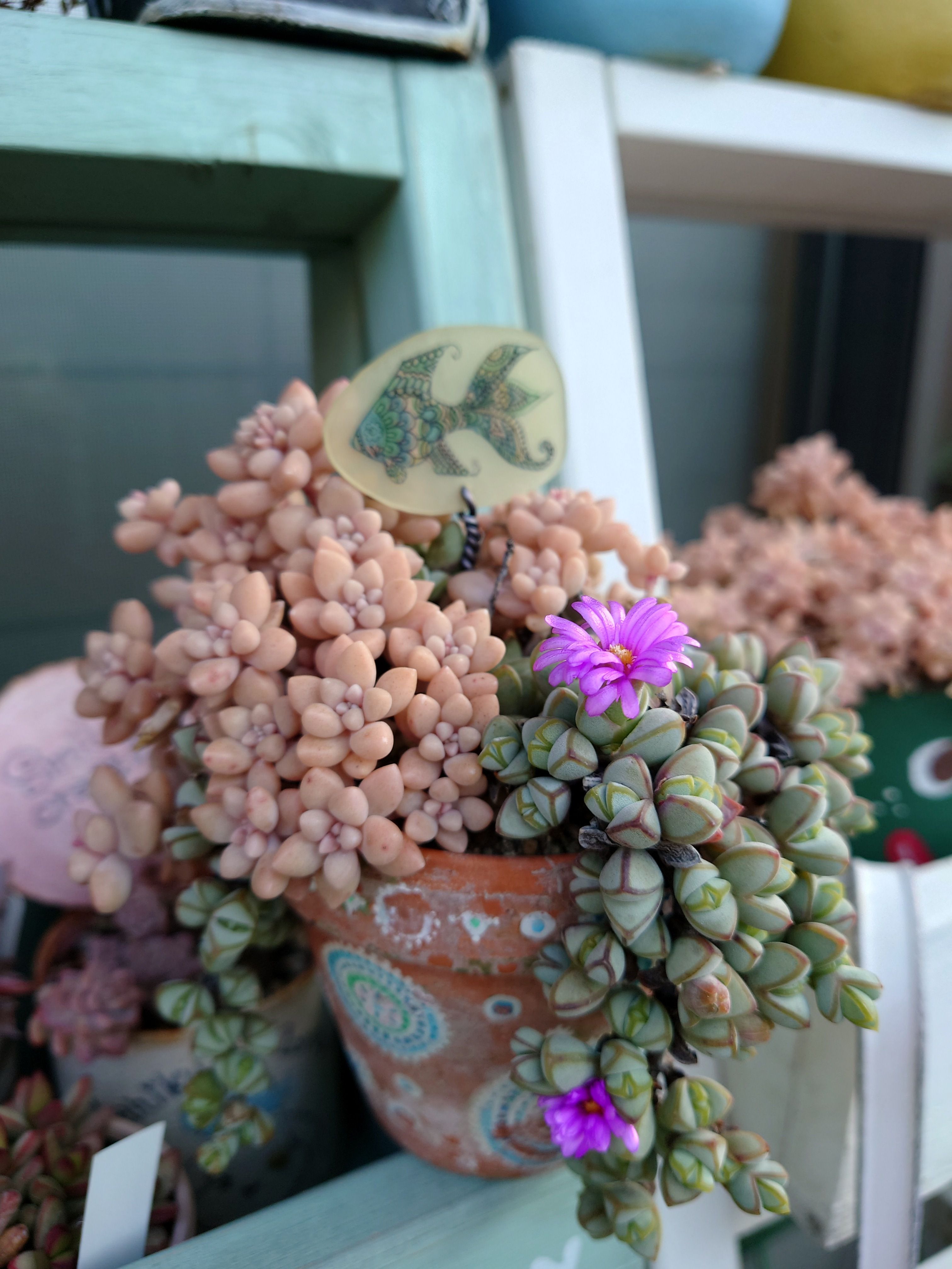 碧魚連の花咲き始めました💕 | CAINZ DIY Square