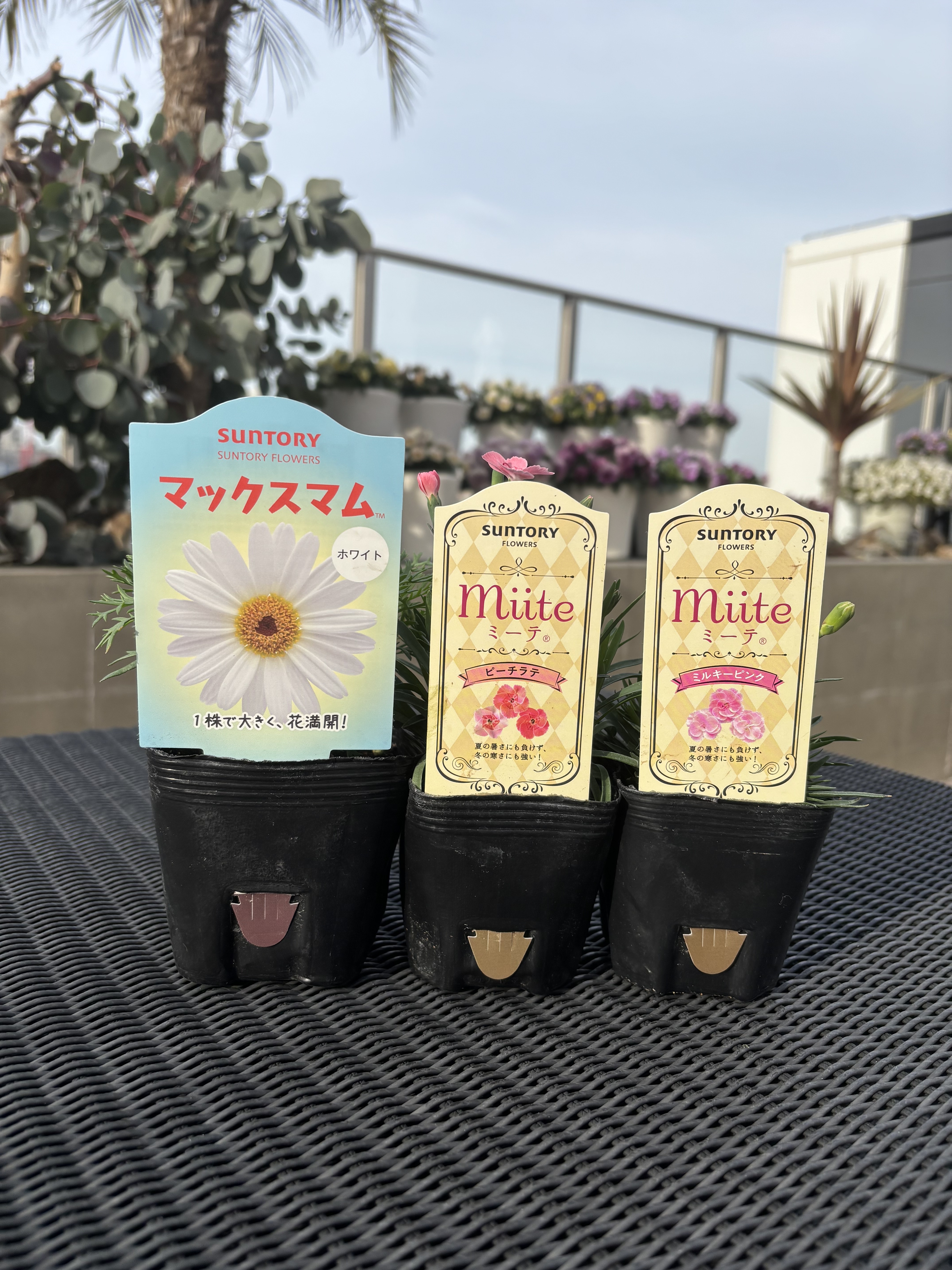 🌸お迎え＆植え付けました🌸 | SUNSUNガーデン