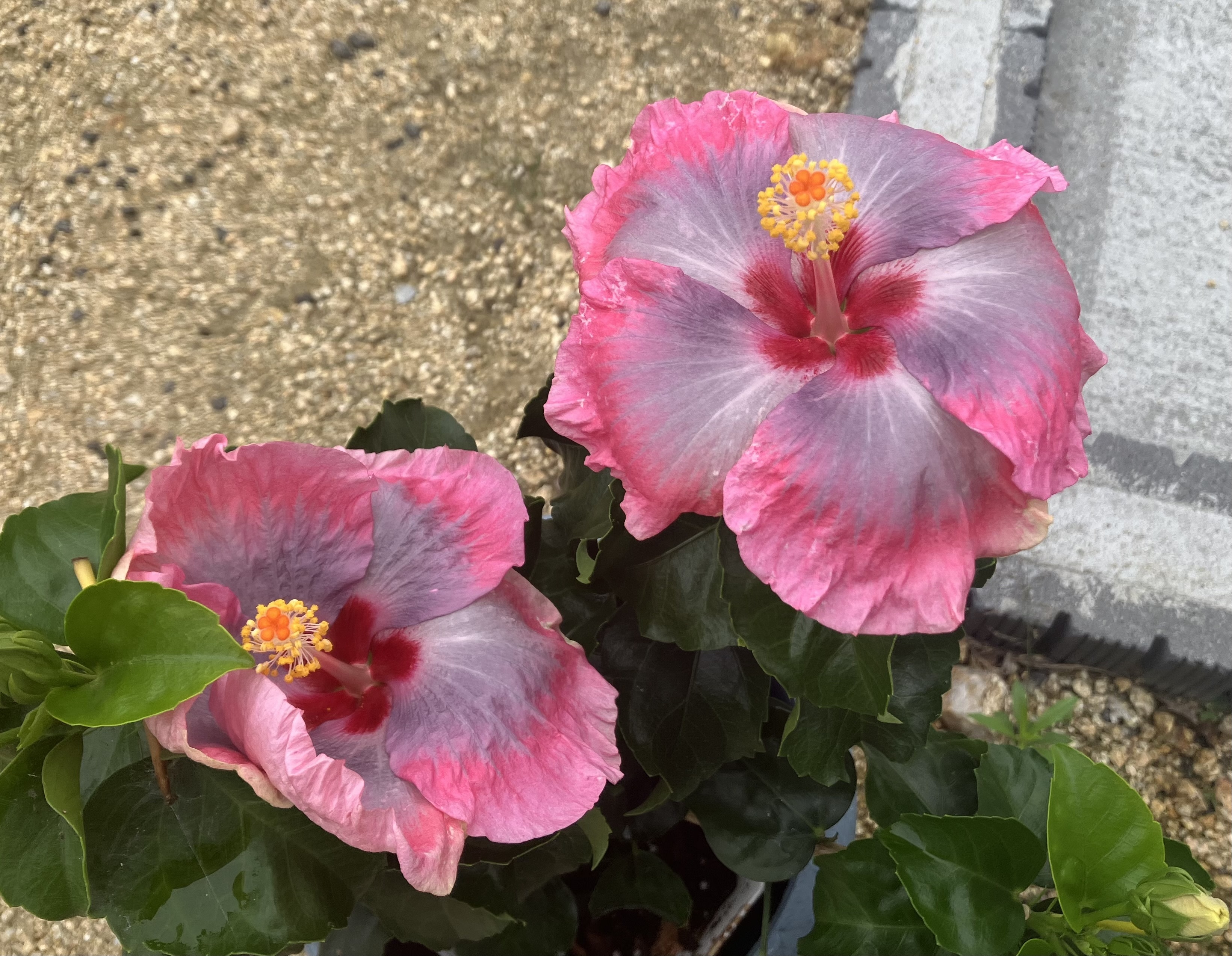 珍しいハイビスカス | CAINZ DIY Square