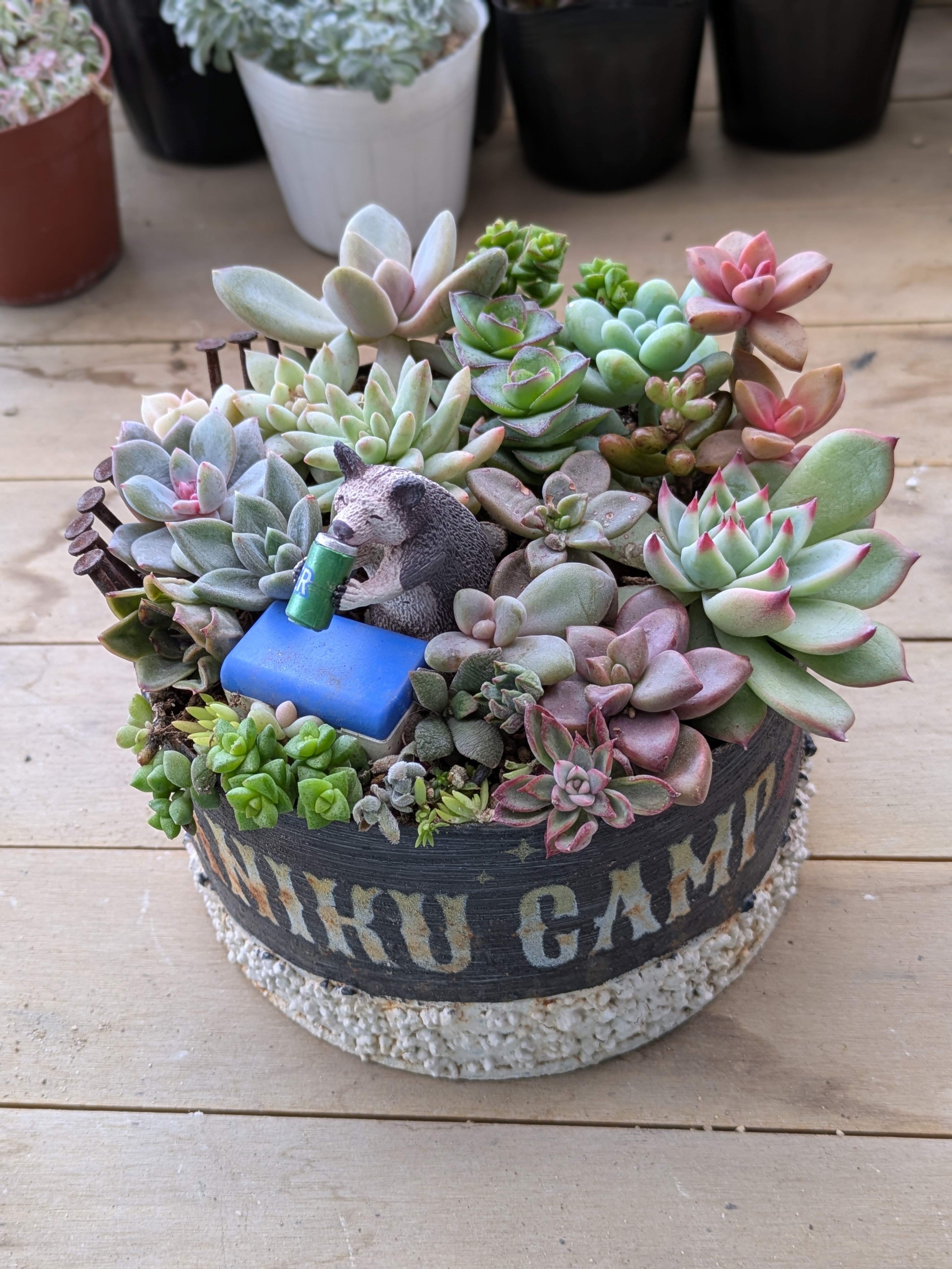 多肉寄せ植え【動物キャンプ】第2段 | CAINZ DIY Square