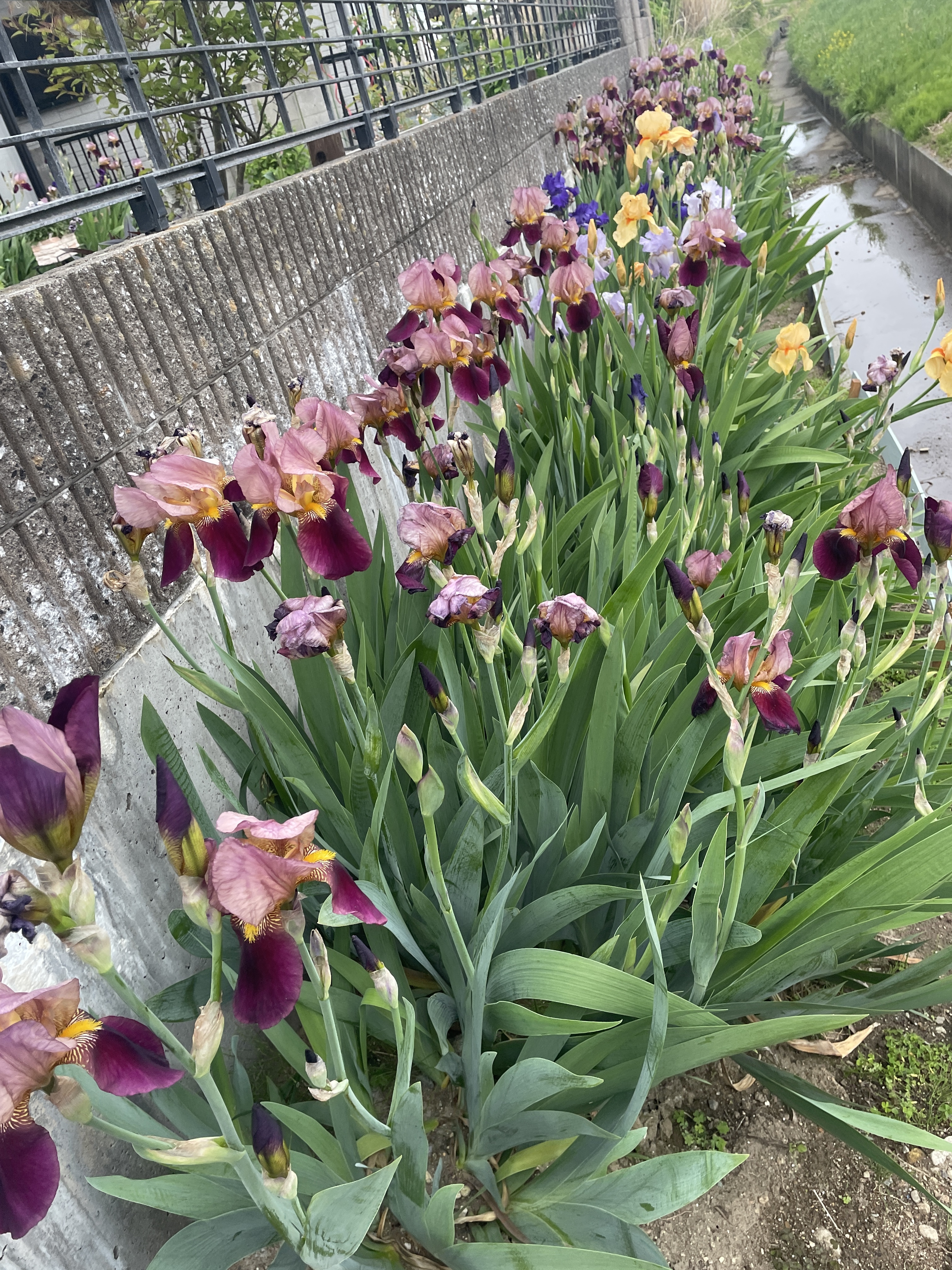 ジャーマンアイリス満開だぁ〜 | CAINZ DIY Square