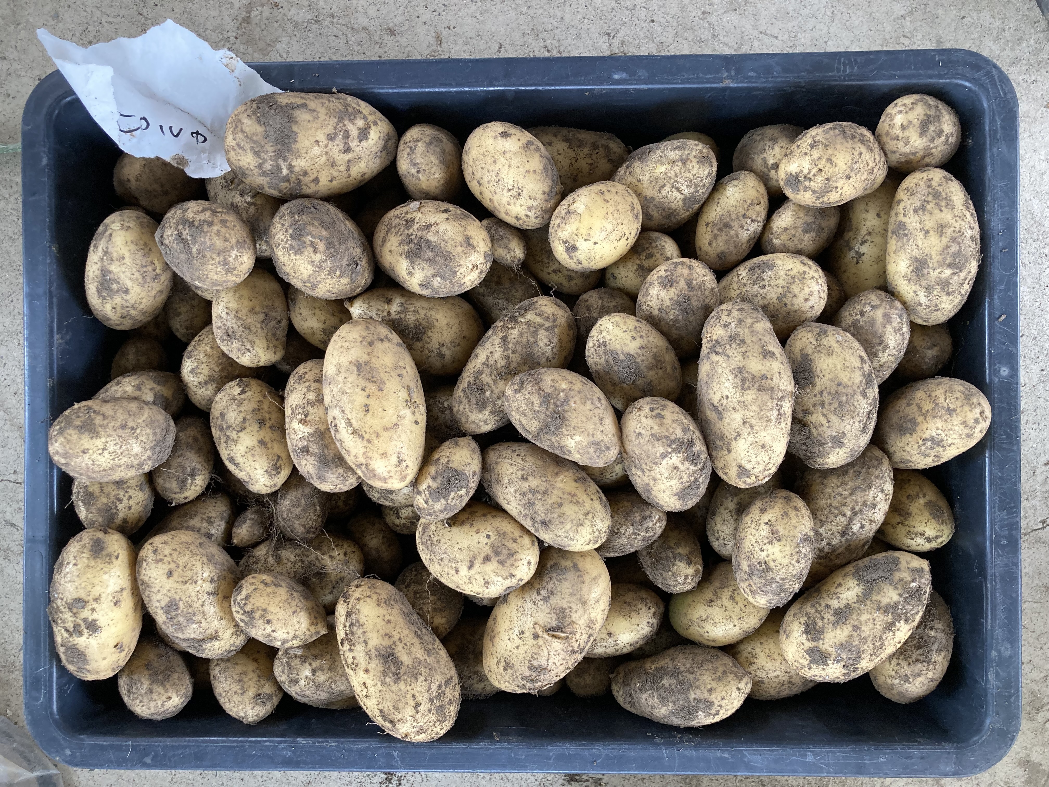 じゃがいも収穫 ピルカ | CAINZ DIY Square