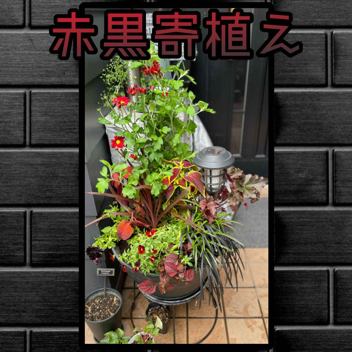 寄植え 闇寄植えをいい加減整えよう😅🪴🌚🌙⭐️💦】 | CAINZ DIY Square