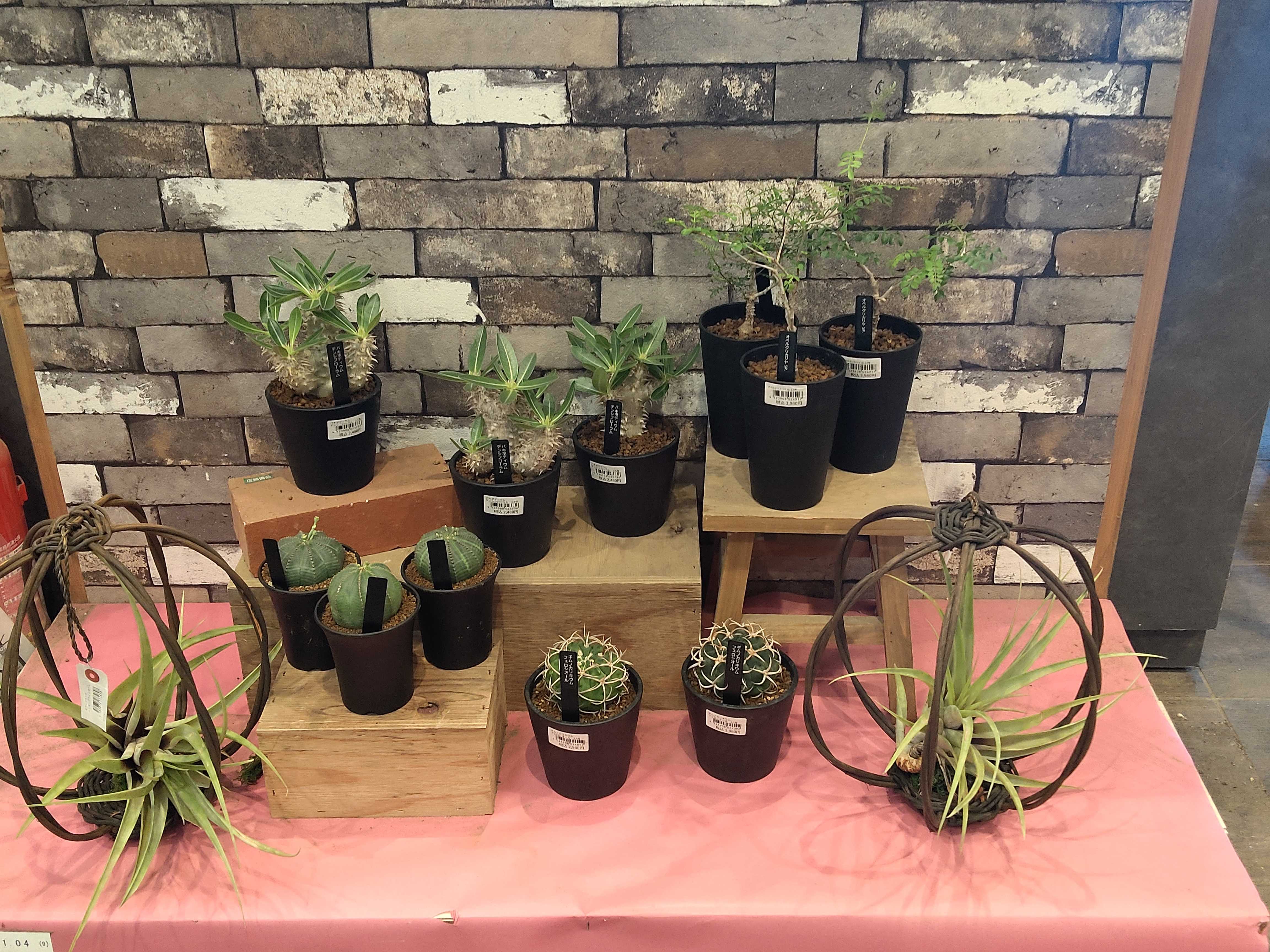 05/29入荷】浦和美園店に個性派観葉植物 | CAINZ DIY Square