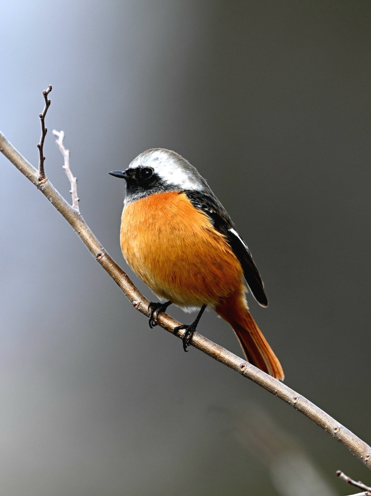 ジョウビダキ♂️ | PHOTO HUB by nikkor club