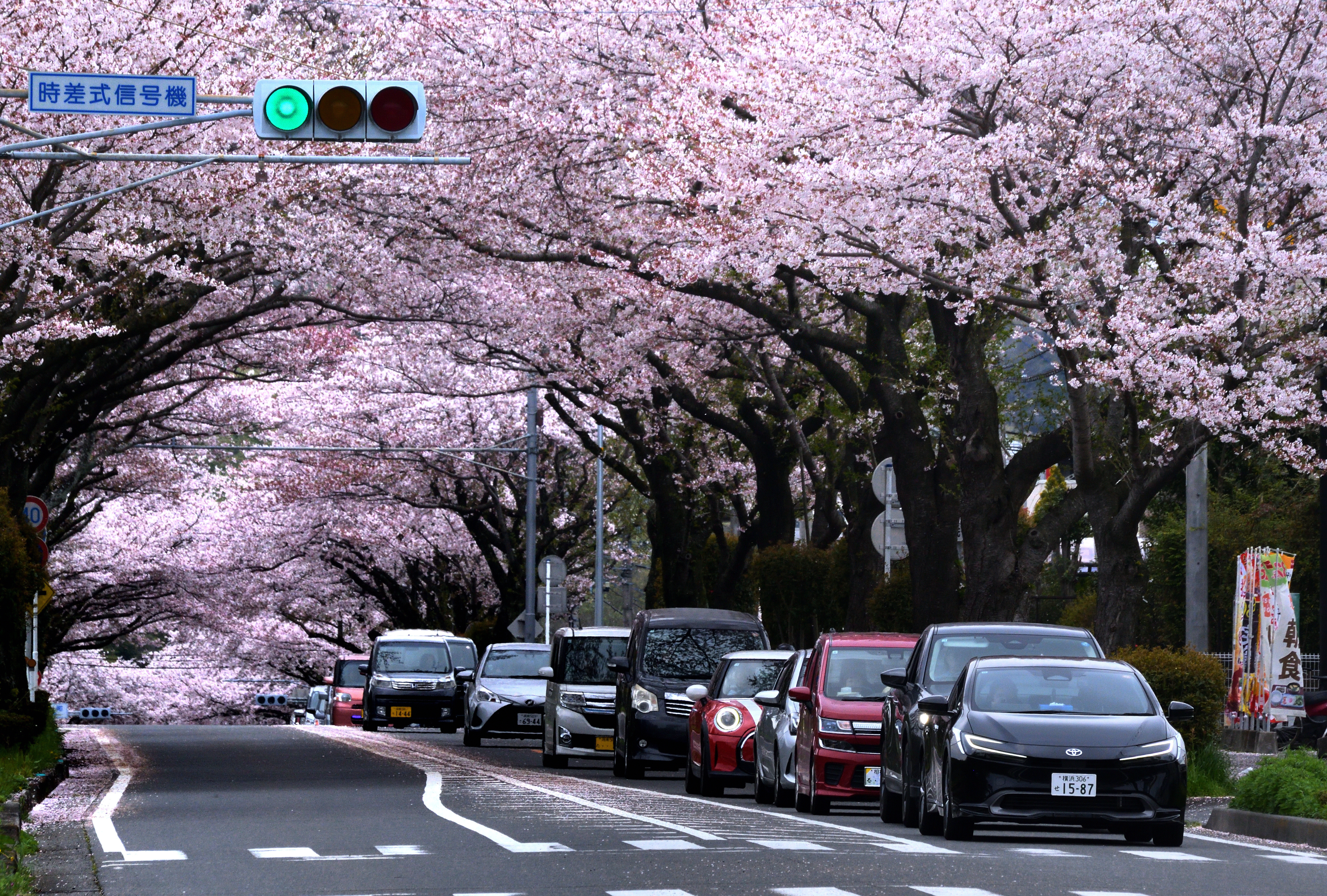 桜道 | PHOTO HUB by nikkor club