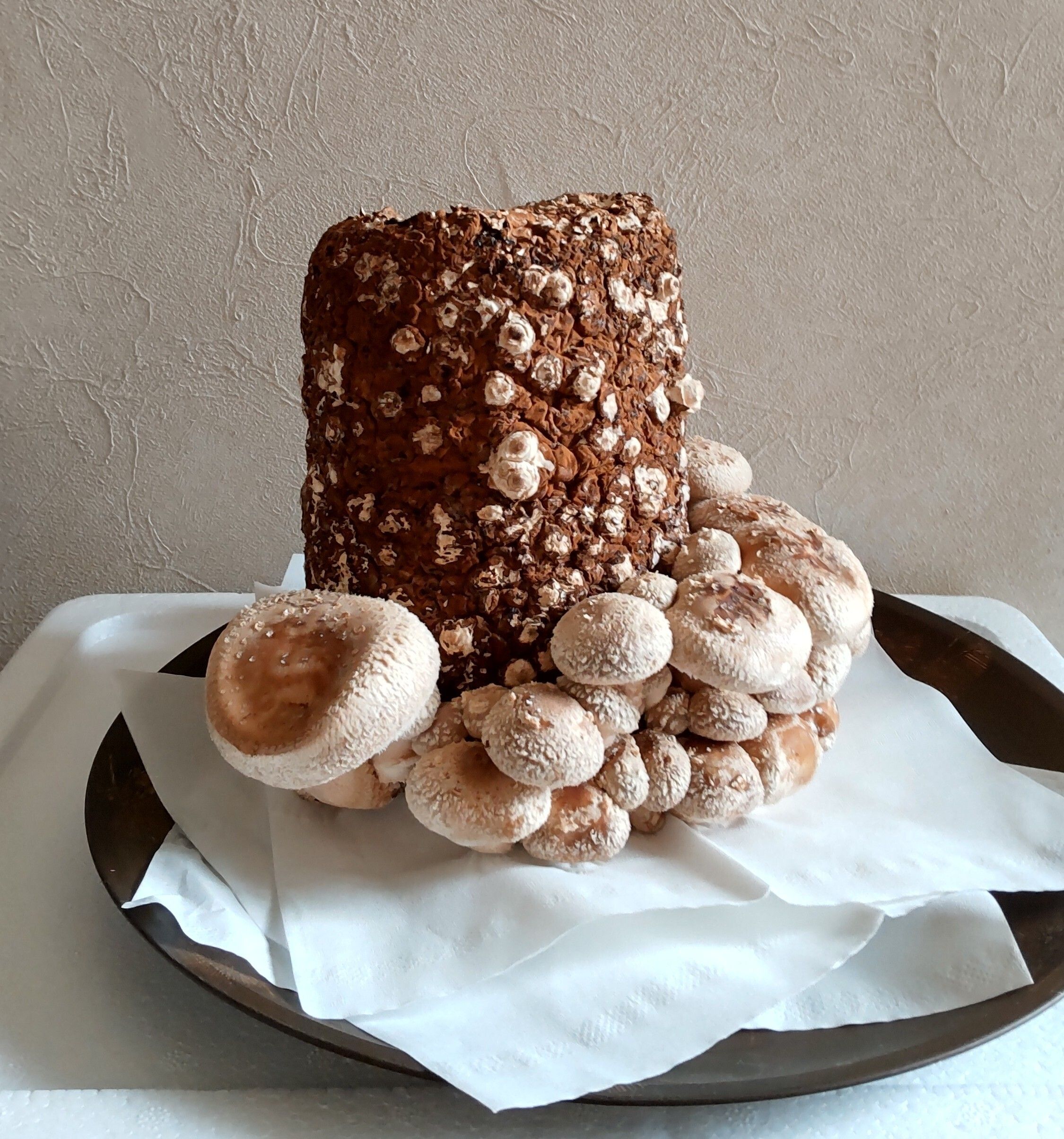 しいたけ栽培セット | CAINZ DIY Square