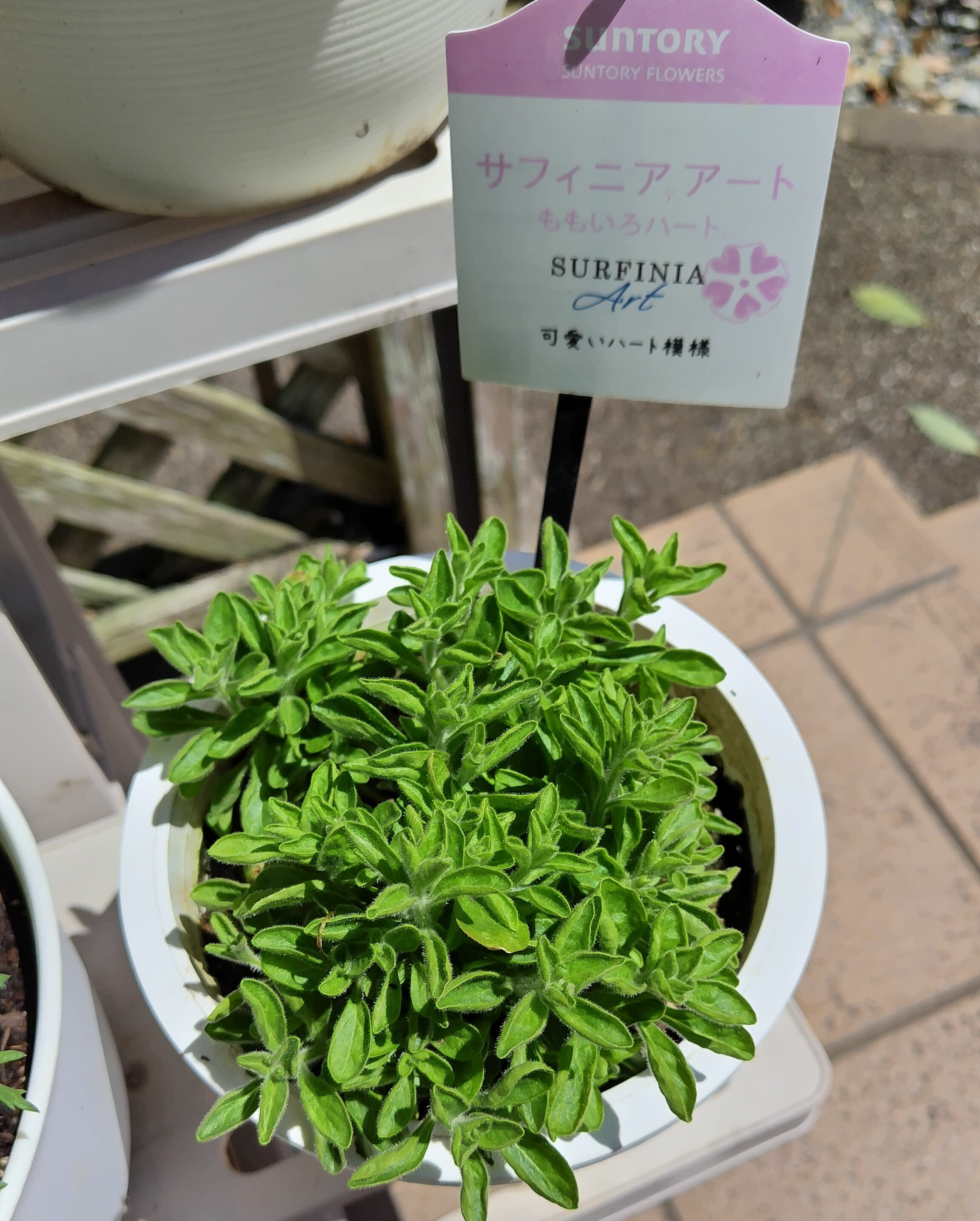 サフィニアアートももいろハート植え替え | SUNSUNガーデン