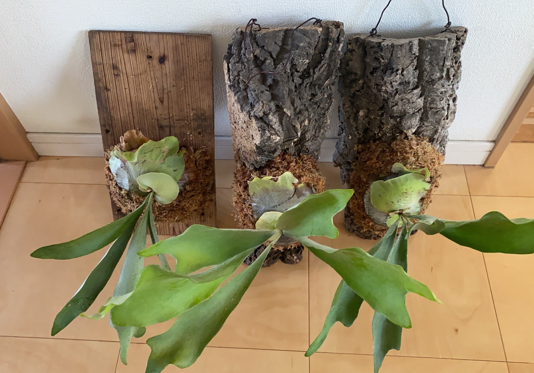 ビカクシダのコルク付け | CAINZ DIY Square