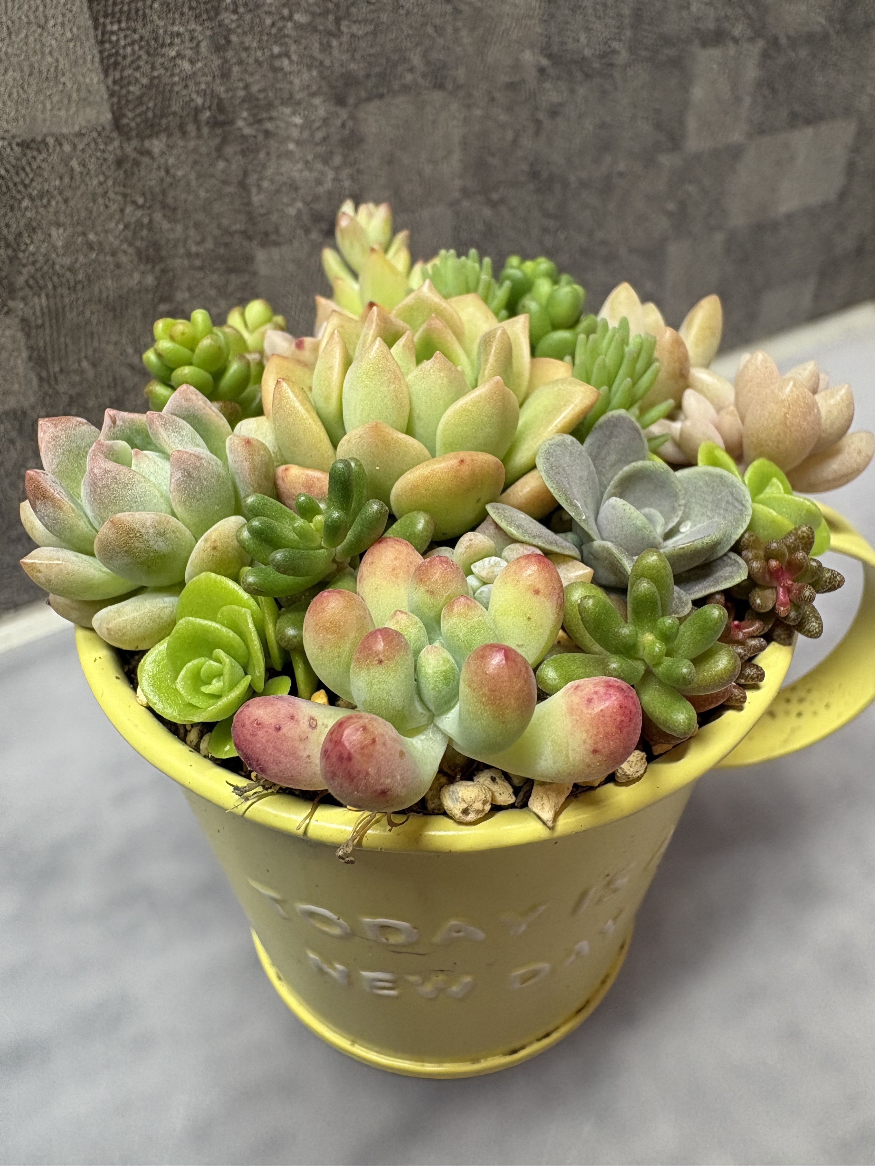 Top【選抜株】多肉植物　360311ブレシング　12個　鉢無し/脱土 多肉植物の寄せ植え🪴 | CAINZ DIY Square