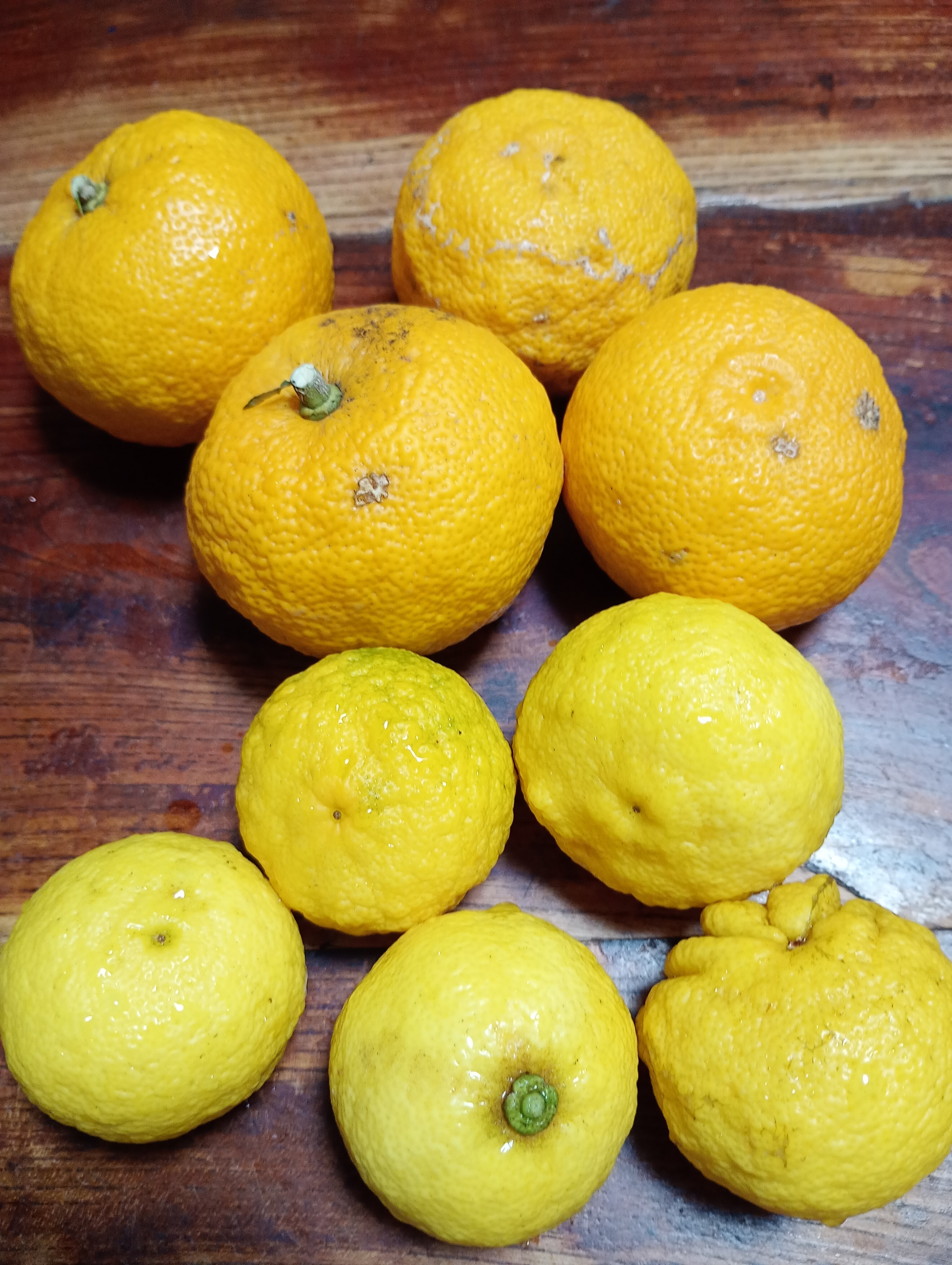 柚子様　確認用ページ 貴方の柚子はどちらさま？ | CAINZ DIY Square