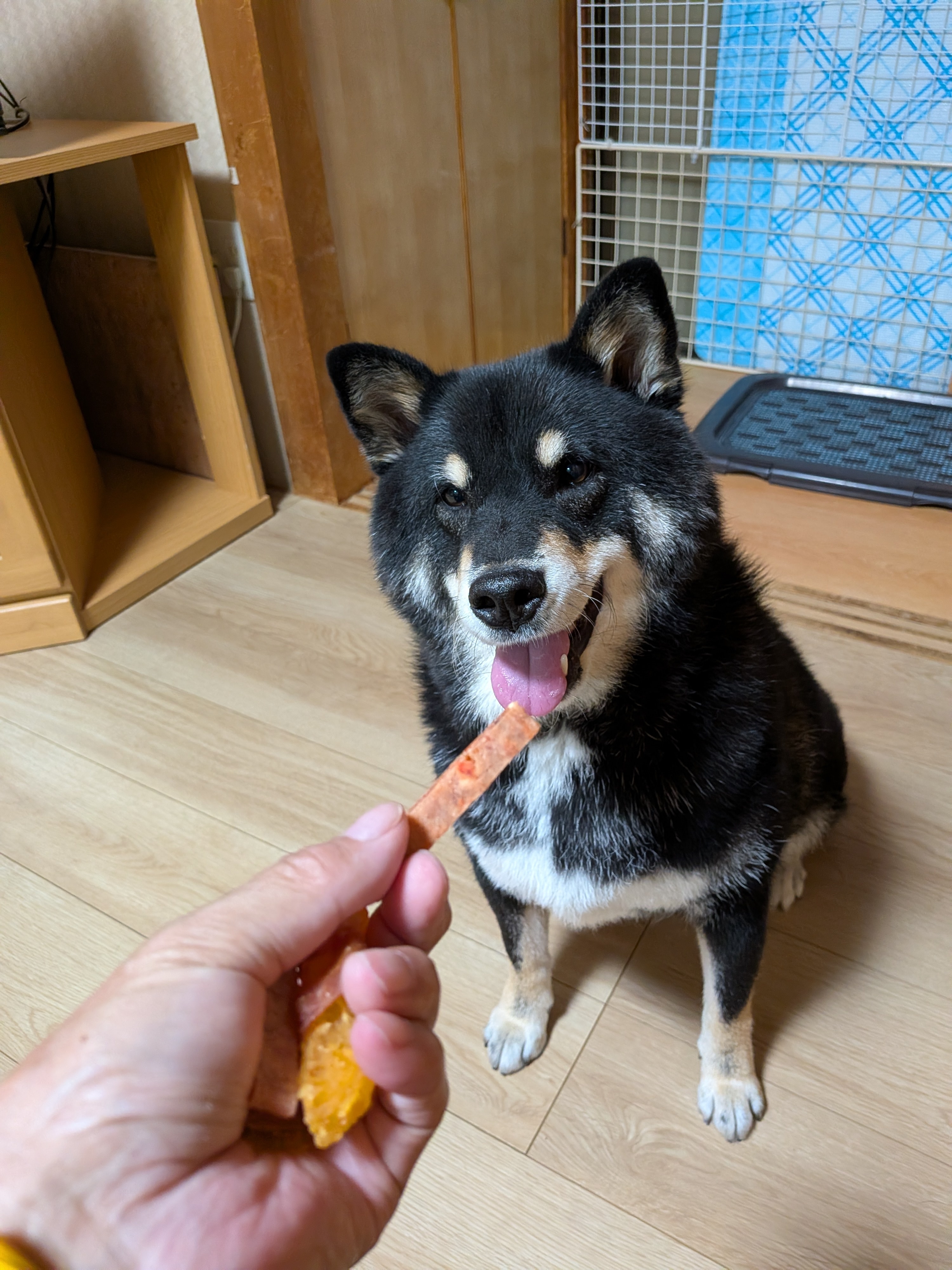 太るのは父さんがくれる、おやつのせい、今は体重22kg?