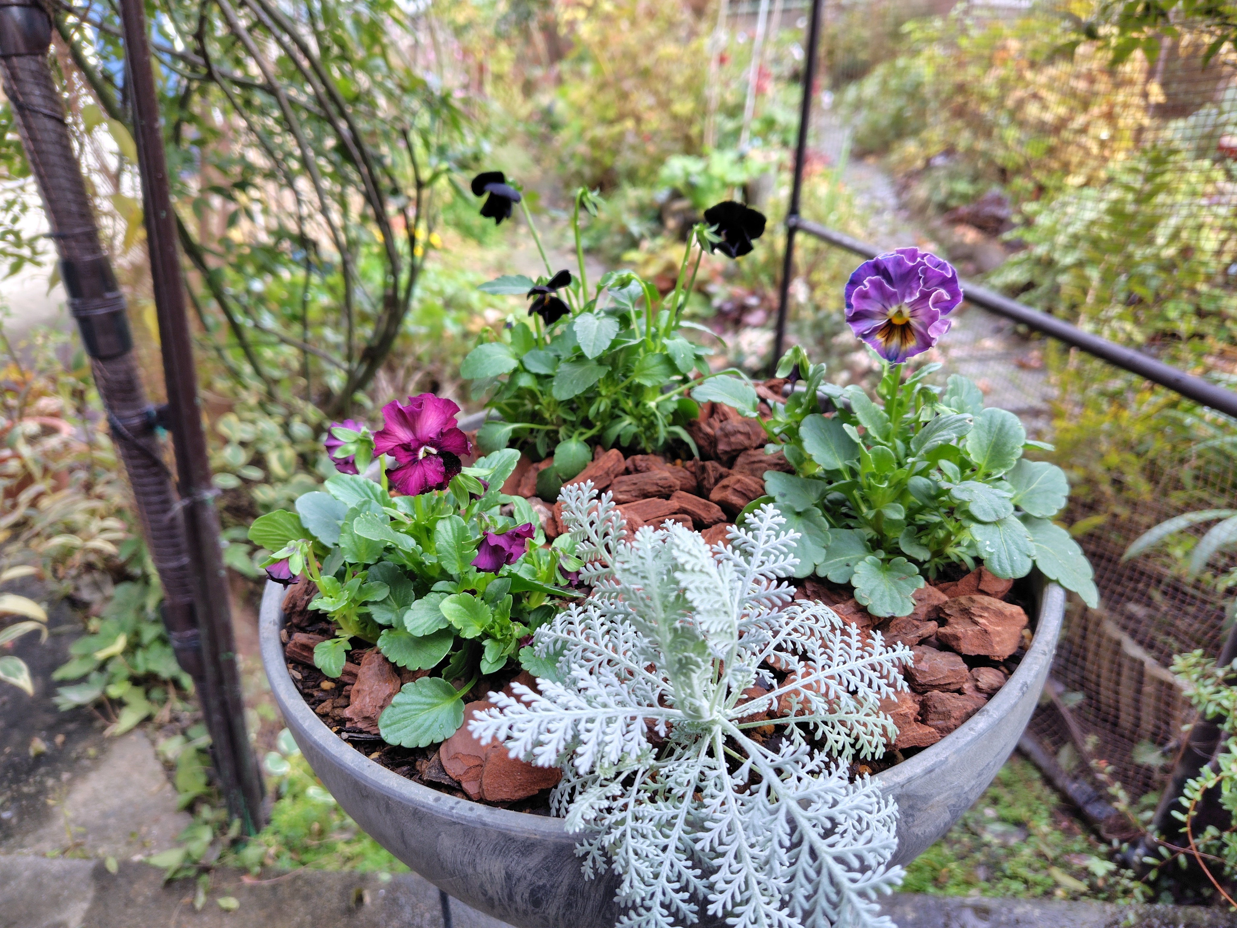 寄植え 寄せ植えミルフル🎵 | SUNSUNガーデン