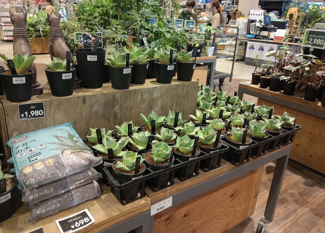 アガベ　まとめ売り 10/2入荷】アガベが多数入荷しました！ | CAINZ DIY Square