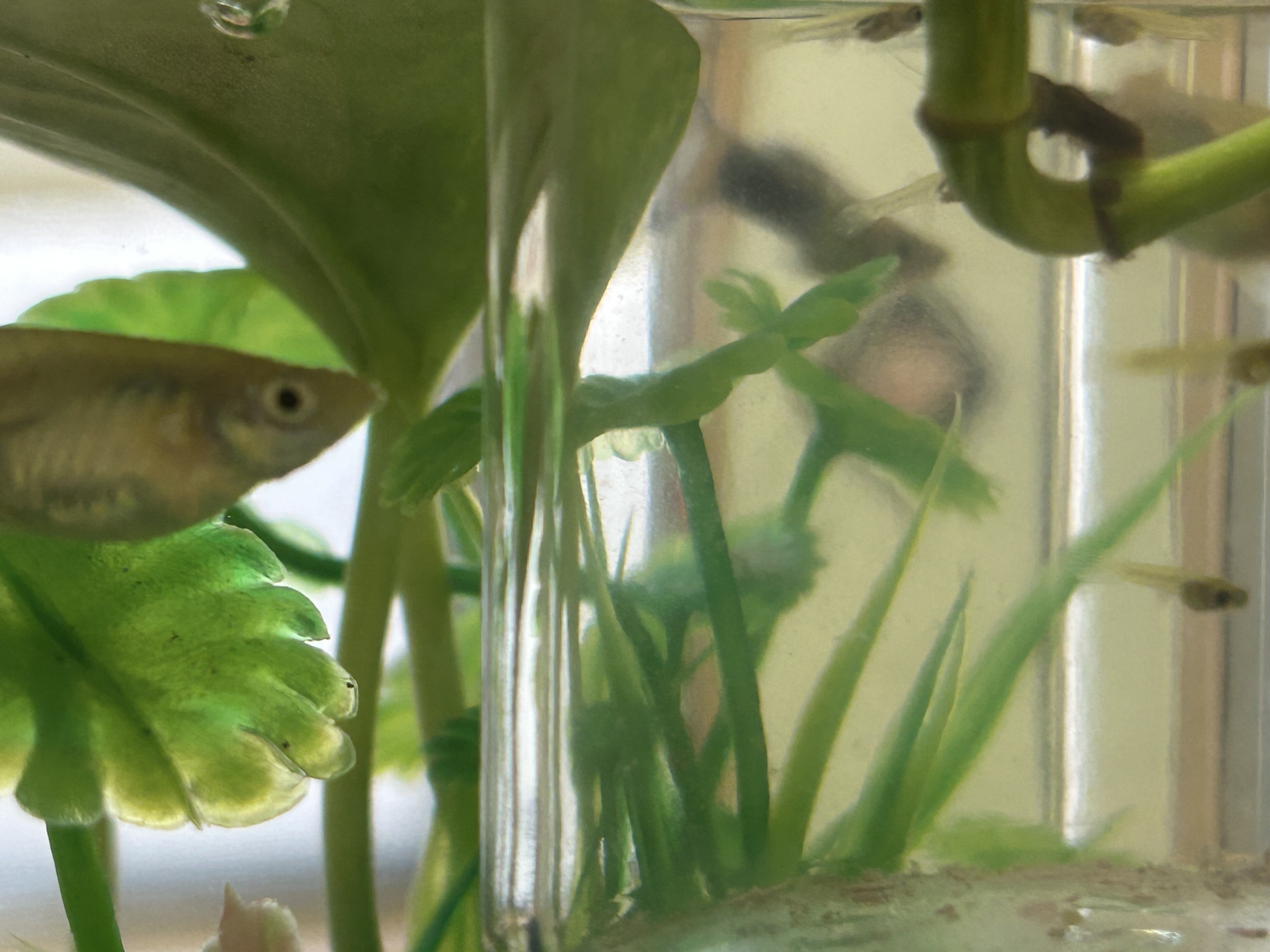 グッピー　産まれる🐟