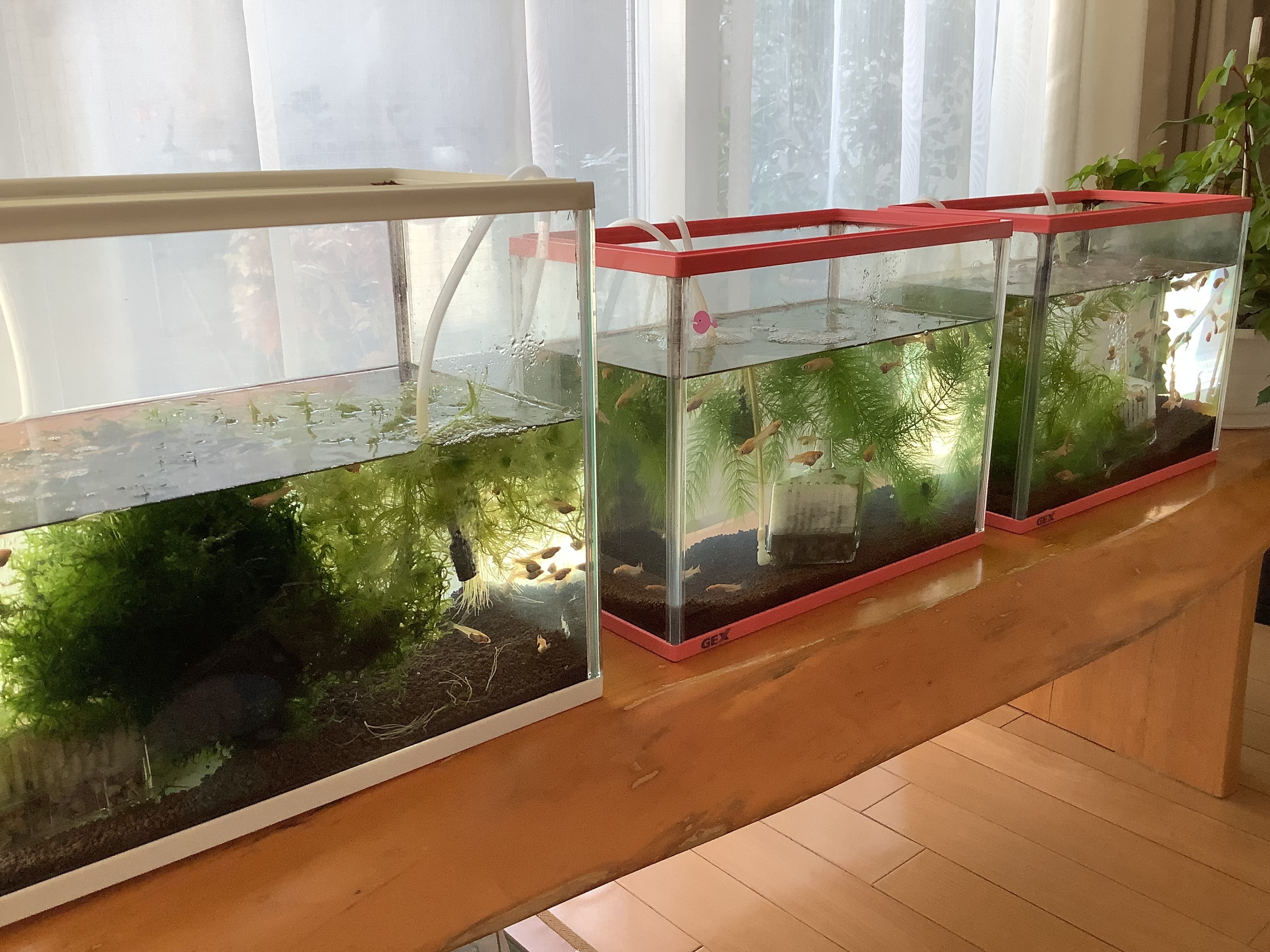 メダカと暮らす