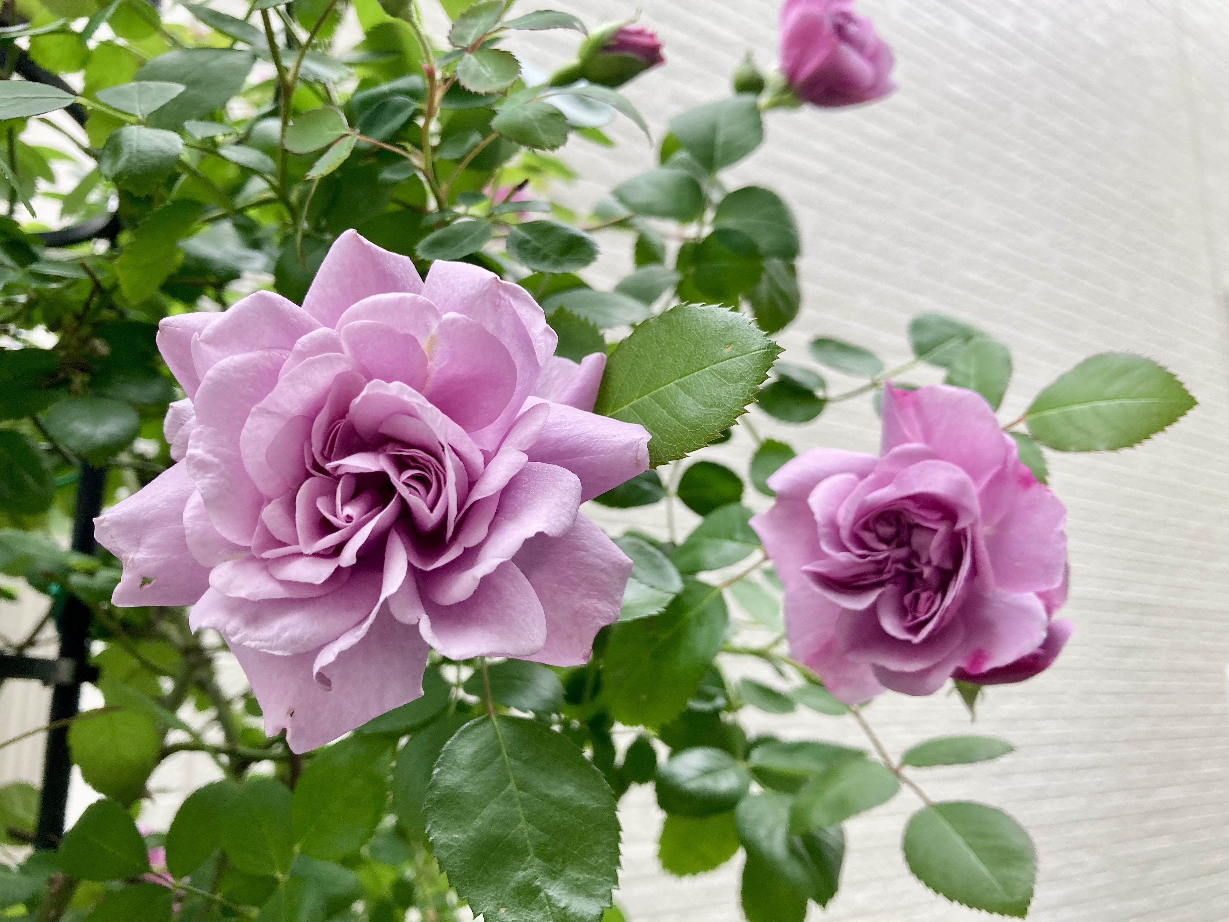 レイニーブルー | CAINZ DIY Square