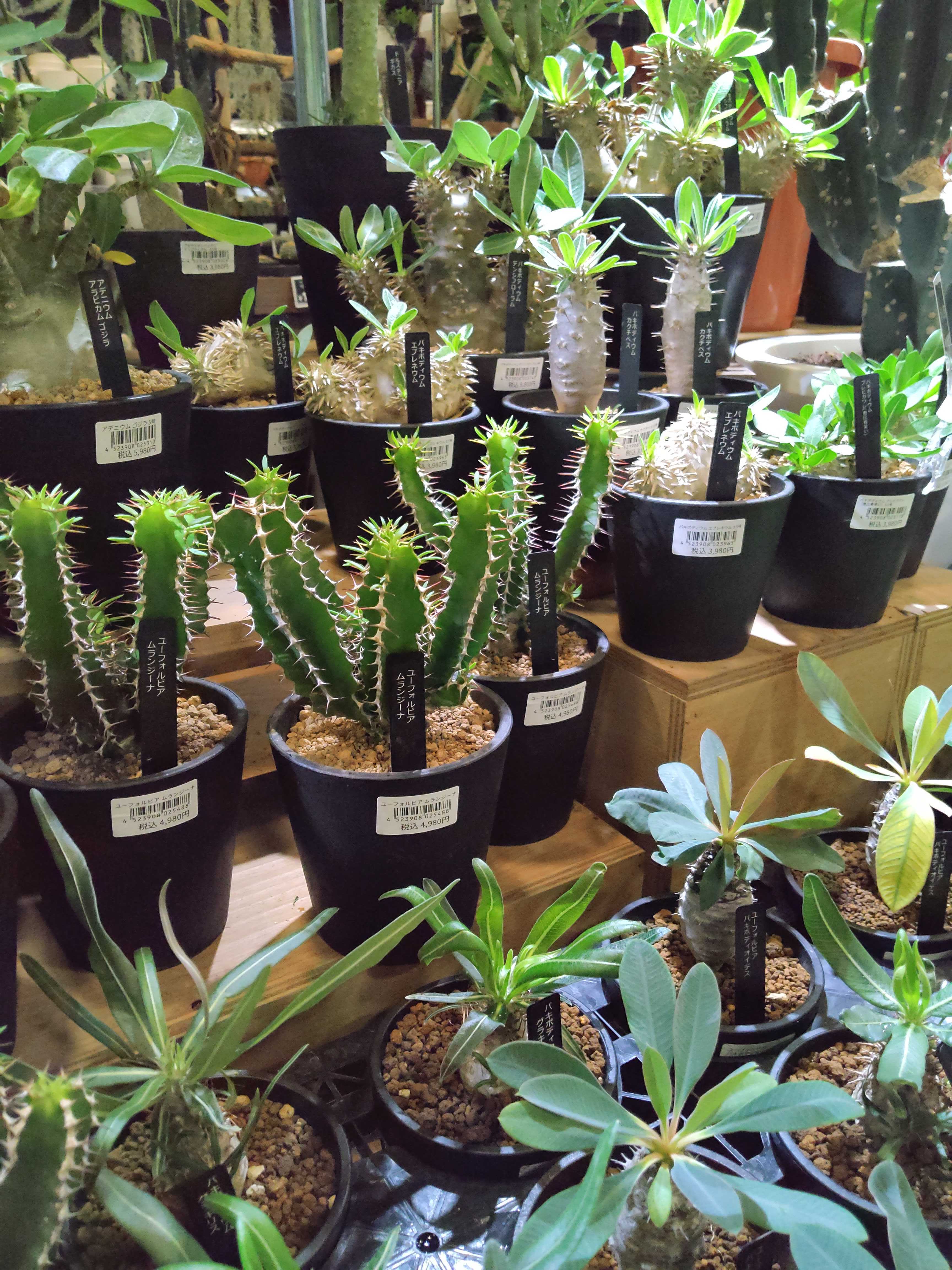 7/16入荷】個性派ぞろいの塊根植物が大集 | CAINZ DIY Square