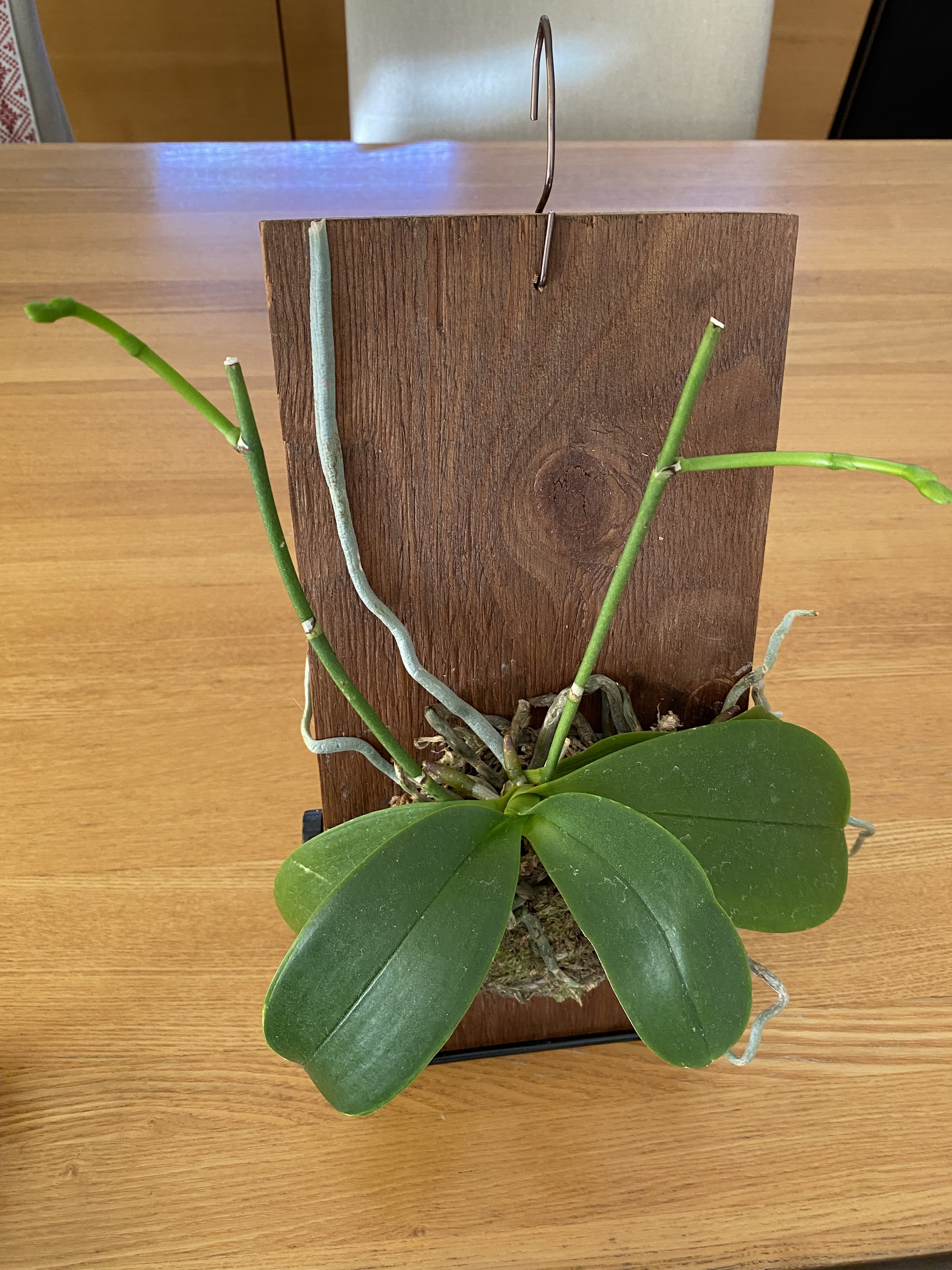 板付け胡蝶蘭の花芽 | CAINZ DIY Square