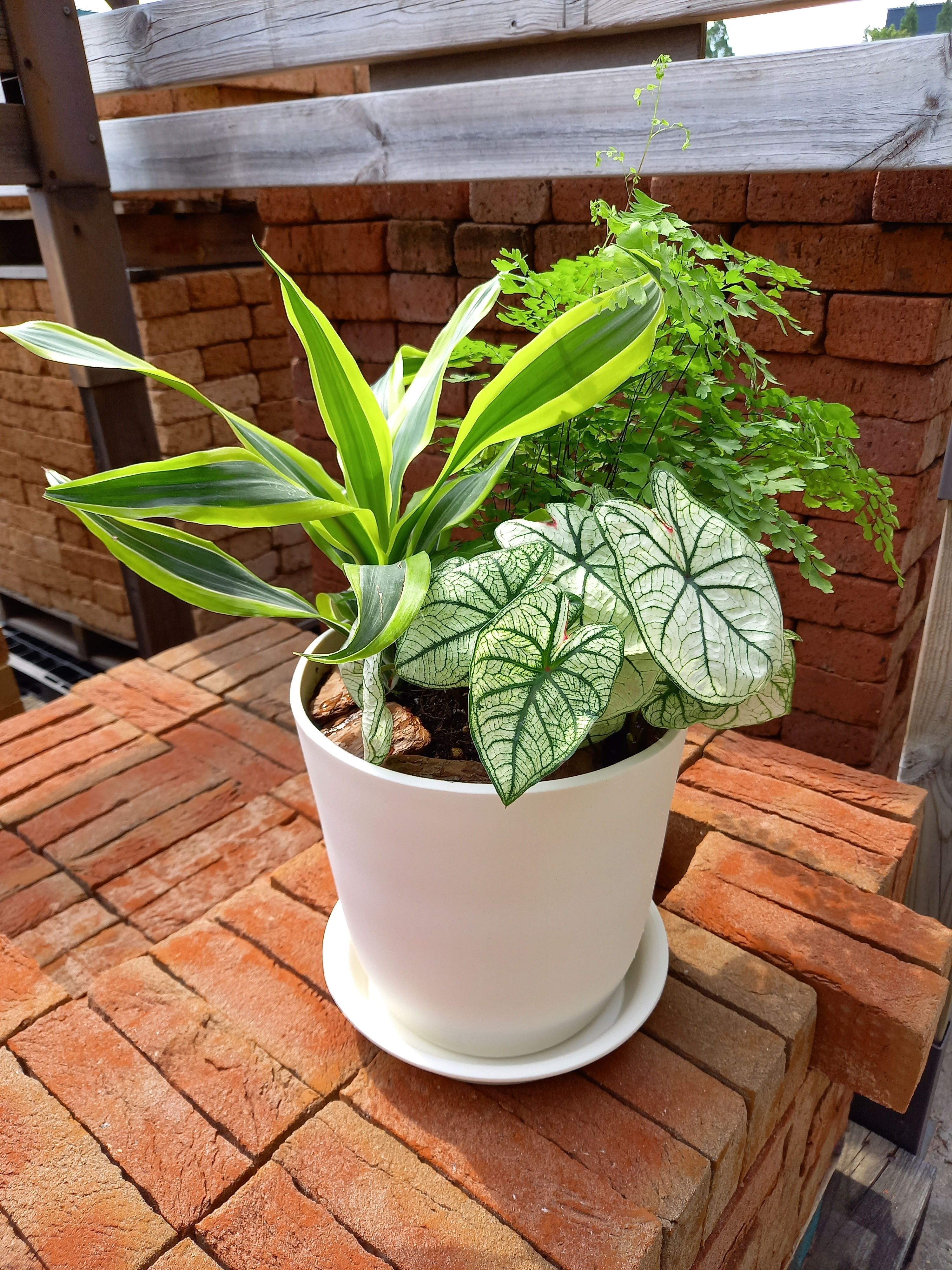 観葉植物の寄せ植え🌴 | CAINZ DIY Square