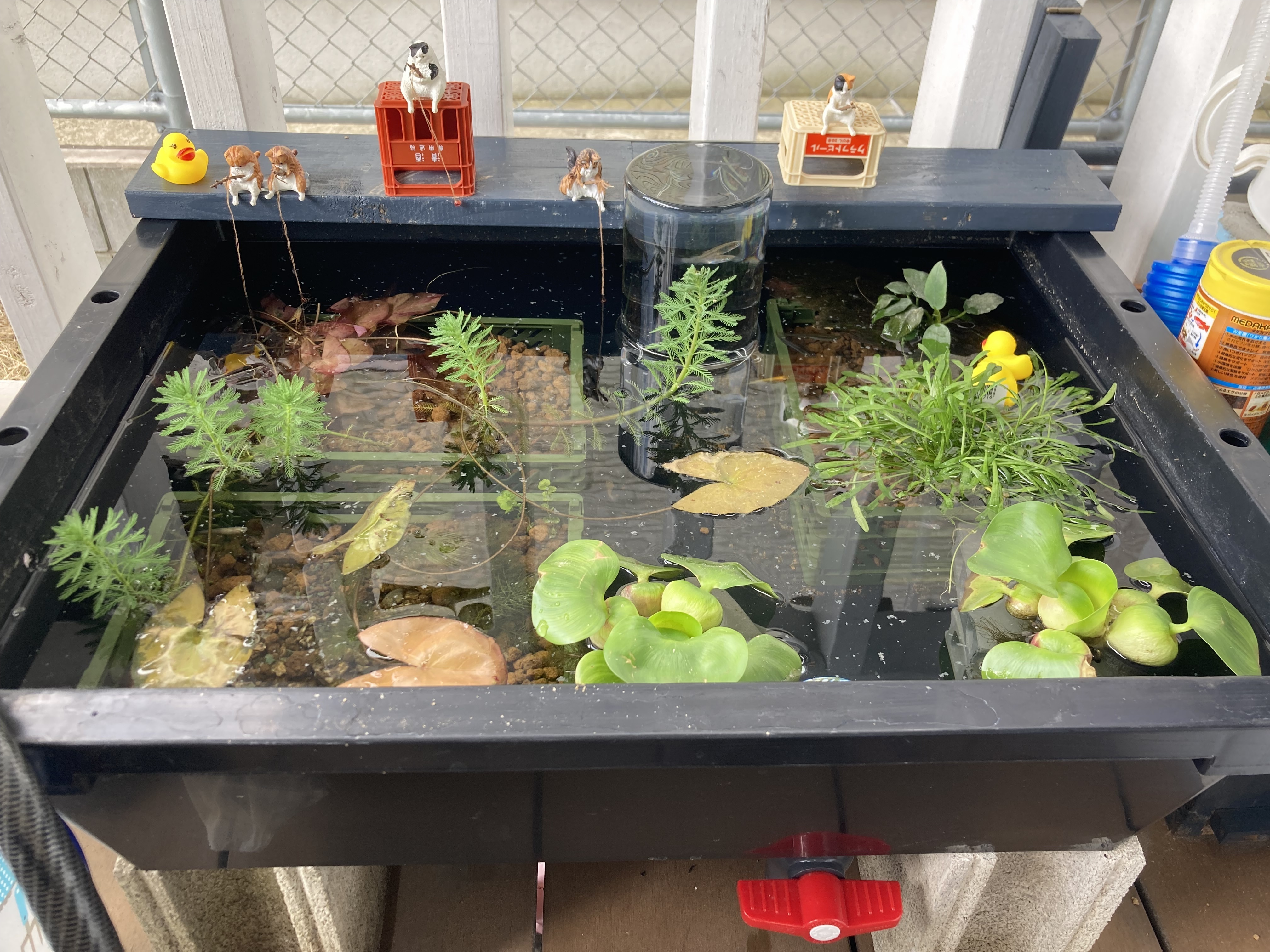 ビオトープ🐟 | CAINZ DIY Square