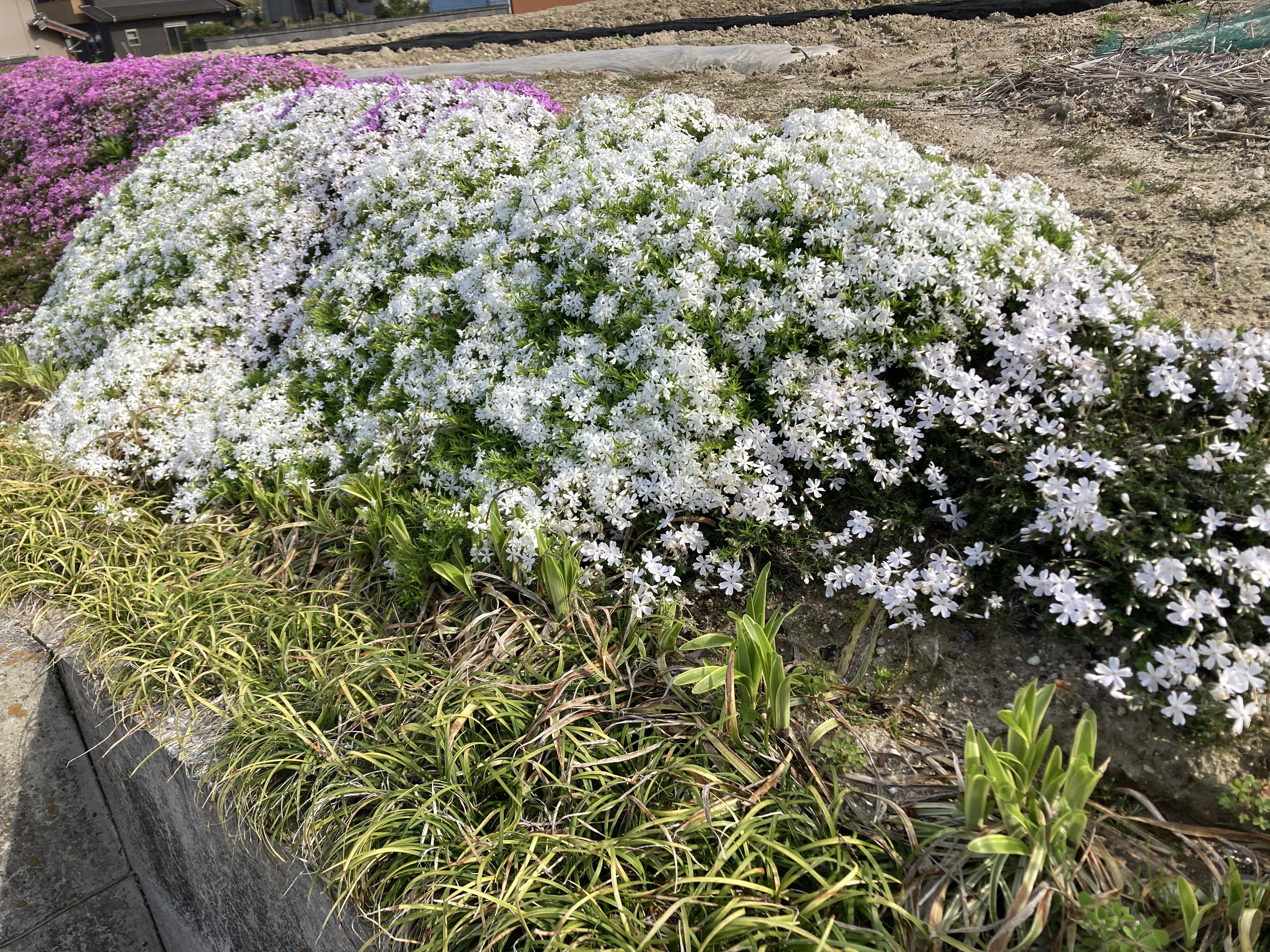 ☆銘仙☆洗い張り☆芝桜☆藤☆草花☆リメイク材☆正絹☆ 芝桜 | CAINZ DIY Square