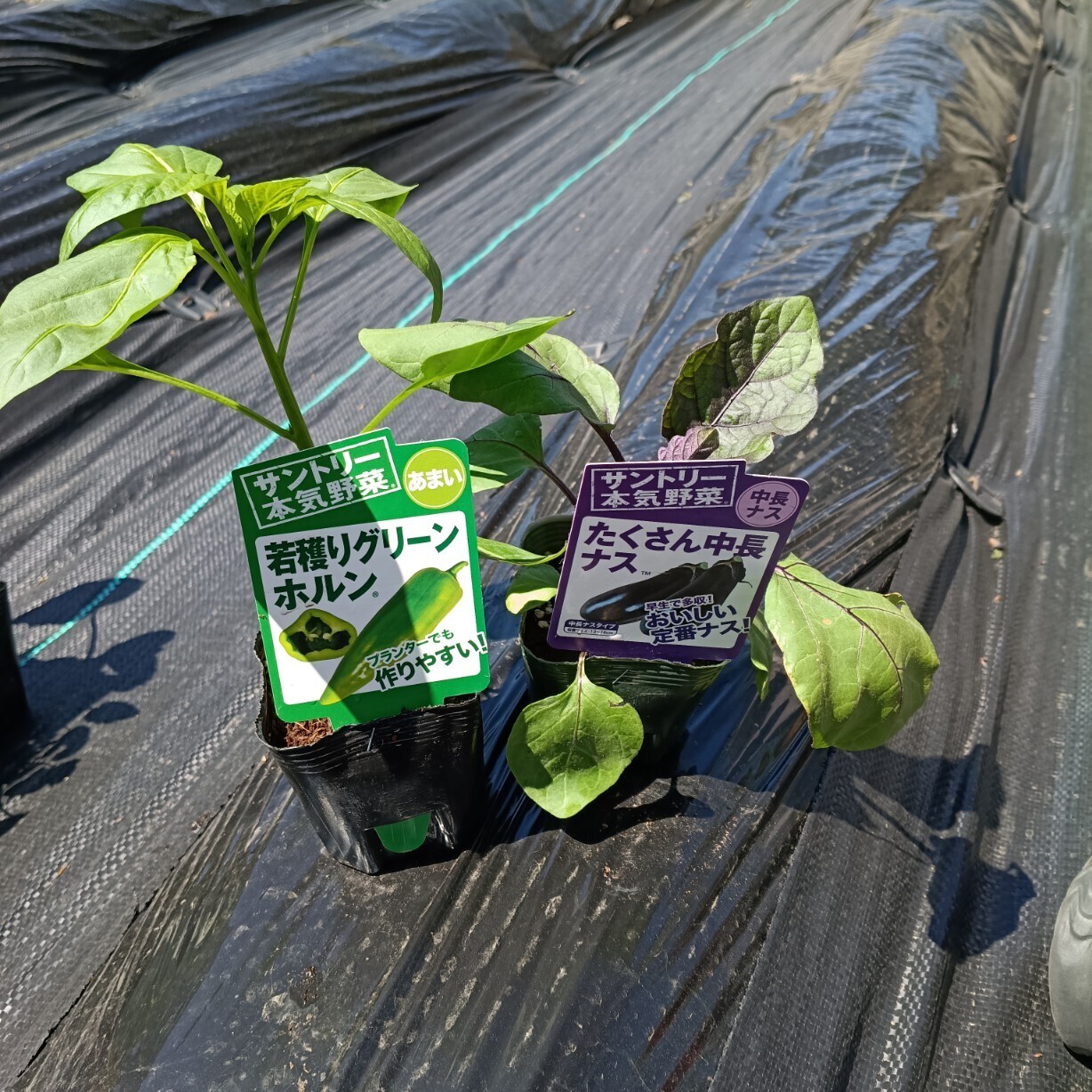 マネッティア苗 会津若松の本気野菜苗 | SUNSUNガーデン