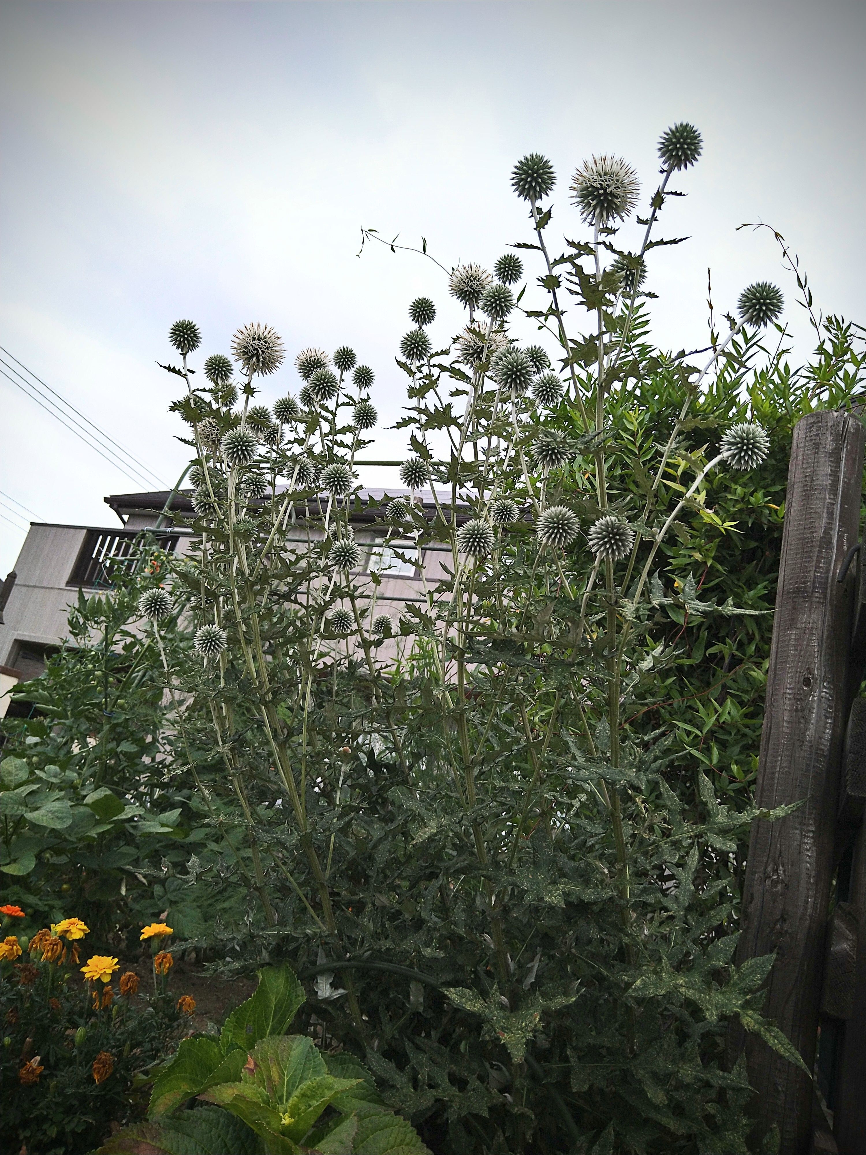 ルリタマアザミ | CAINZ DIY Square