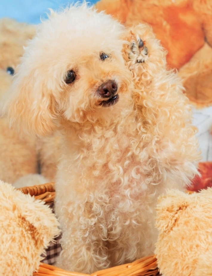 我が家には招き猫と招き犬🐶が居るんです❣️