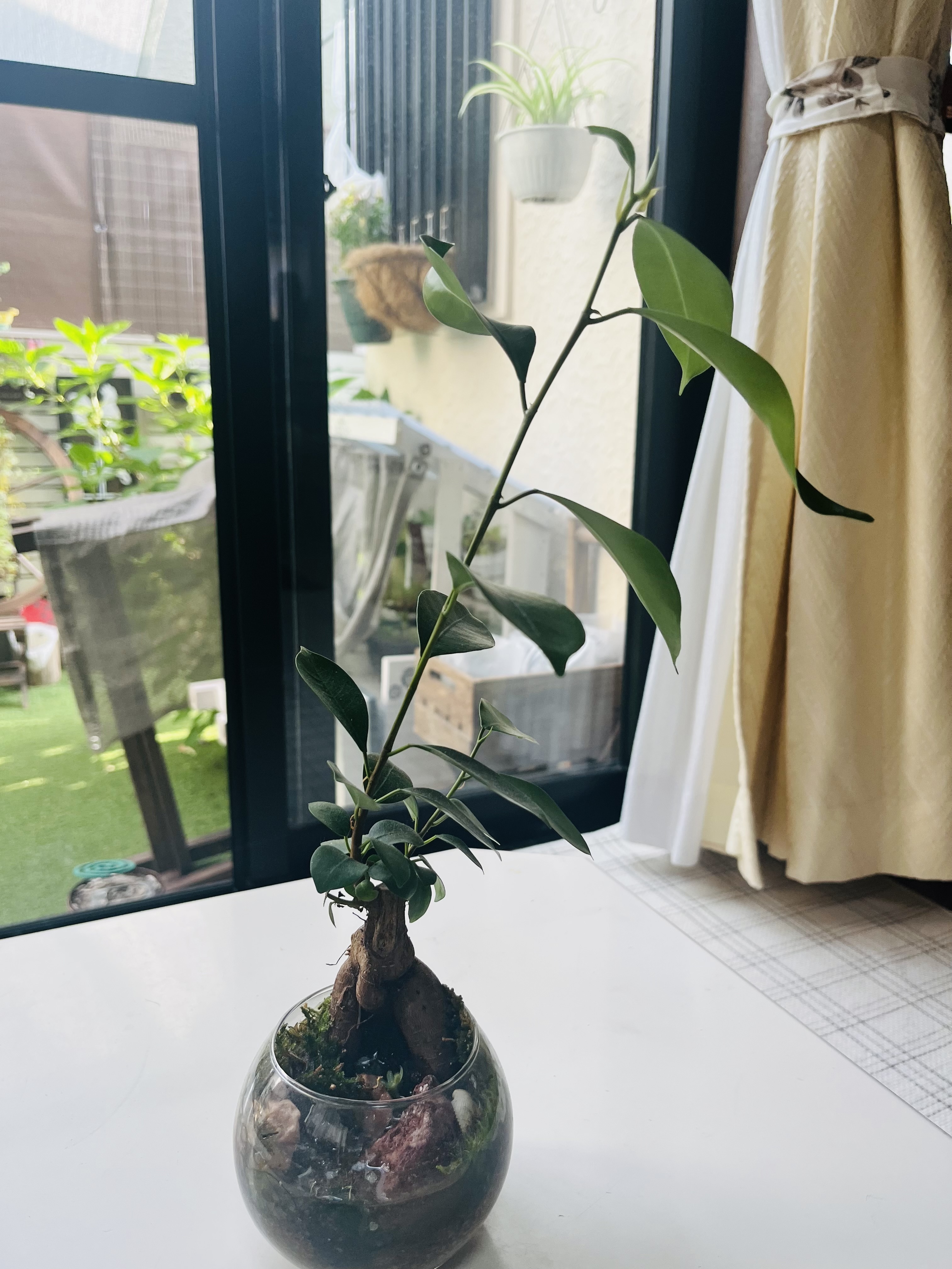 あ*ん様 元祖⬛︎ 白玉 ガジュマル ⬛︎挿し木用 観葉植物）苔玉皿付き！苔玉 ガジュマル（1個） 益子焼 白