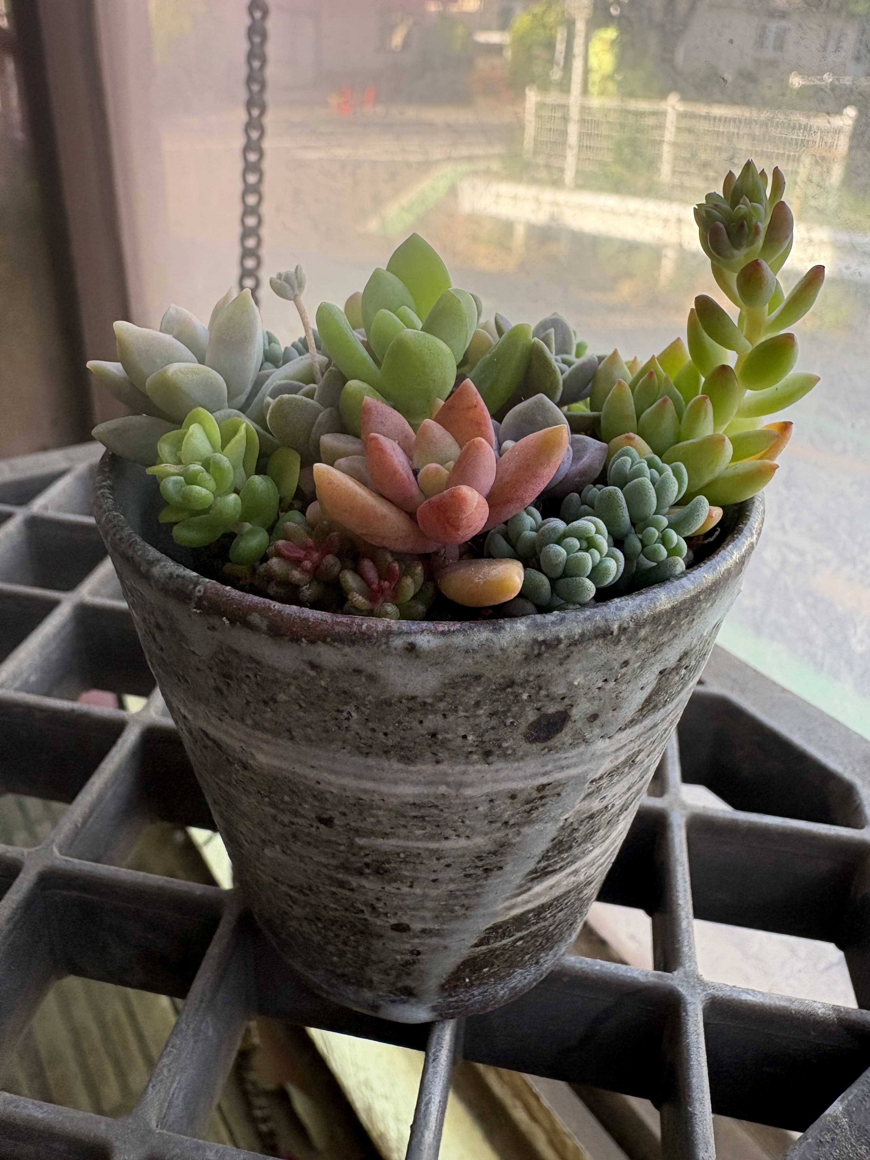 多肉植物の寄せ植え🪴 | CAINZ DIY Square