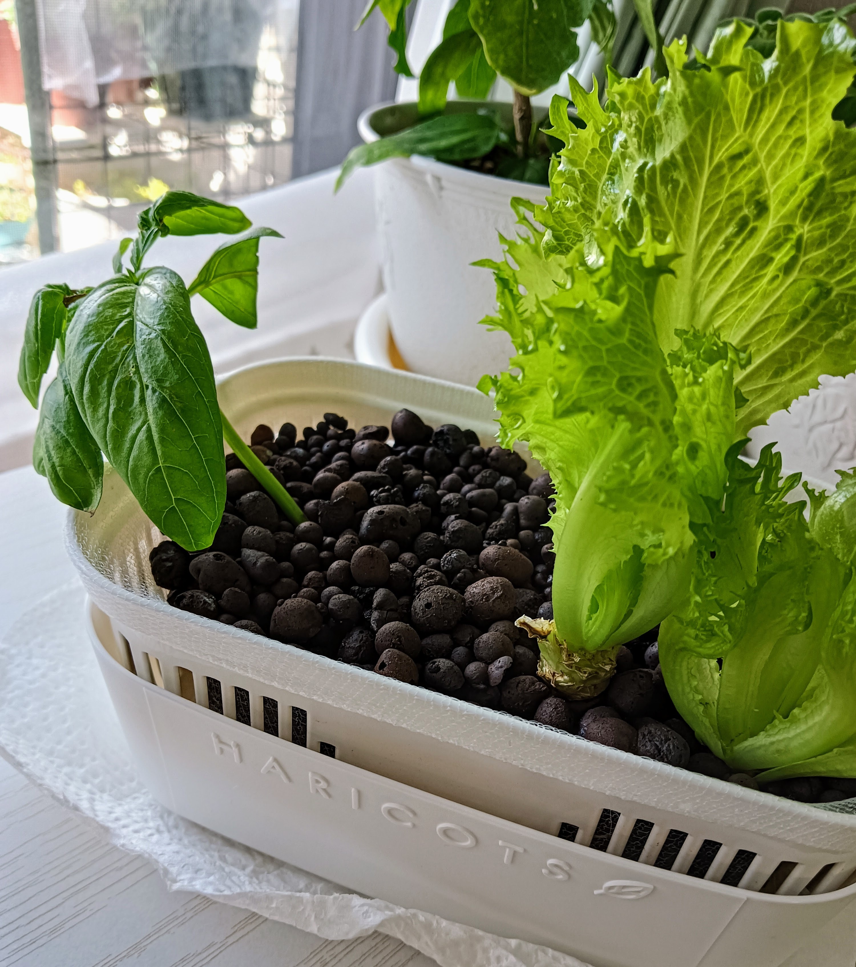 家内菜園のその後。バジル、リーフレタス元気です。 | CAINZ DIY Square