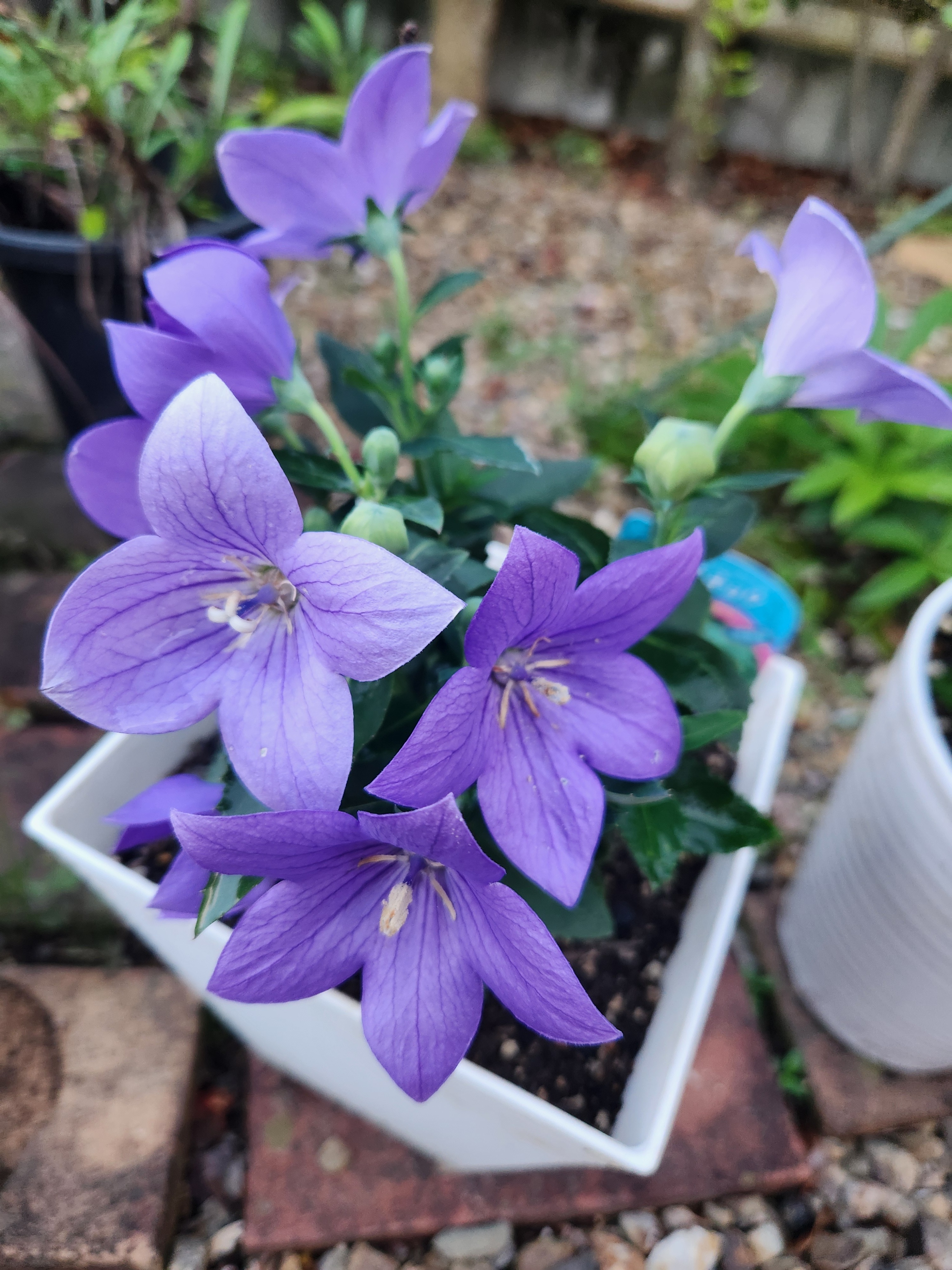 桔梗 月の花 桔梗 線香 家庭用 贈答用 お供え ギフト 桔梗の香り カメヤマ