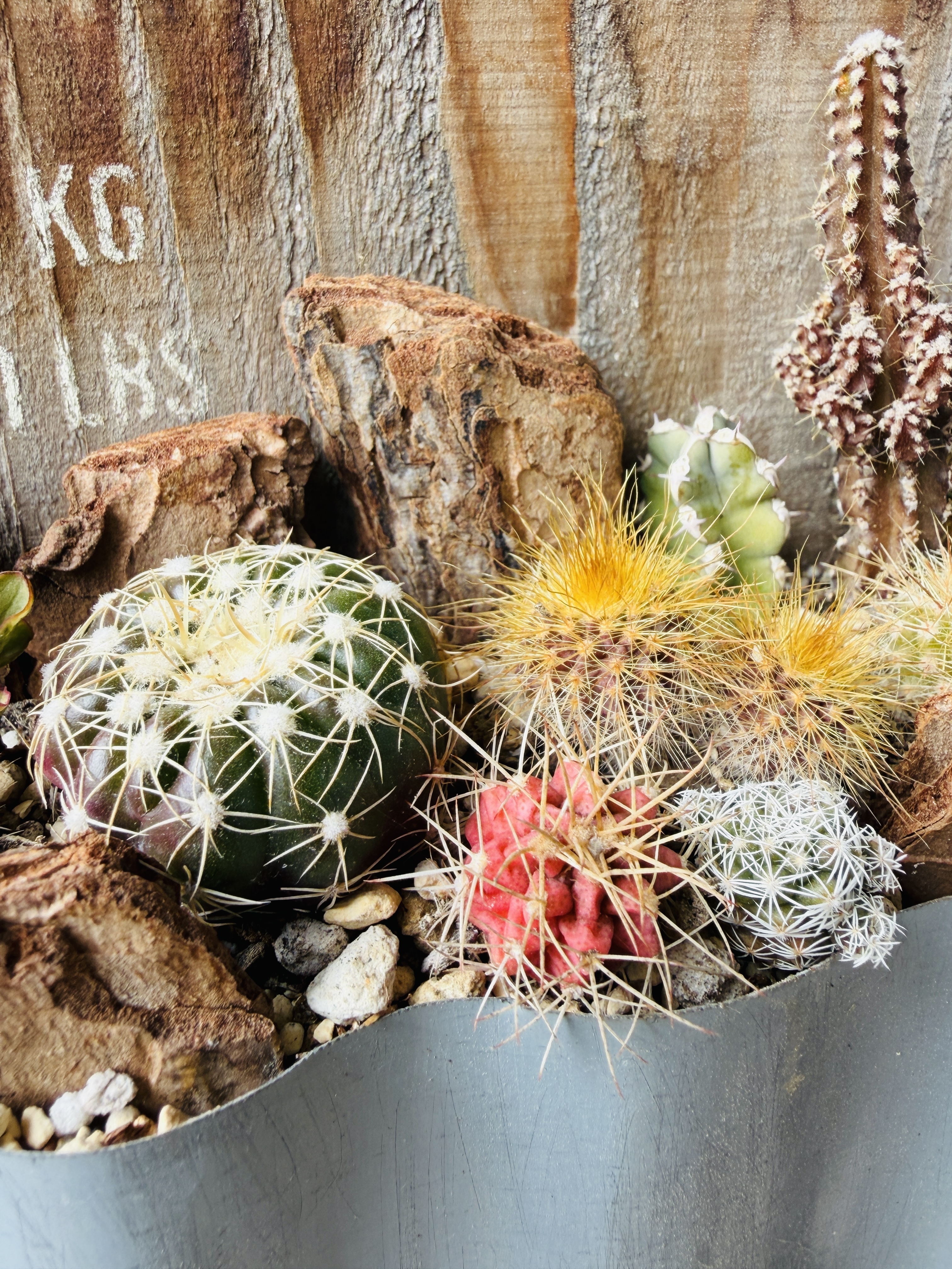サボテン🌵達の紅葉 | CAINZ DIY Square