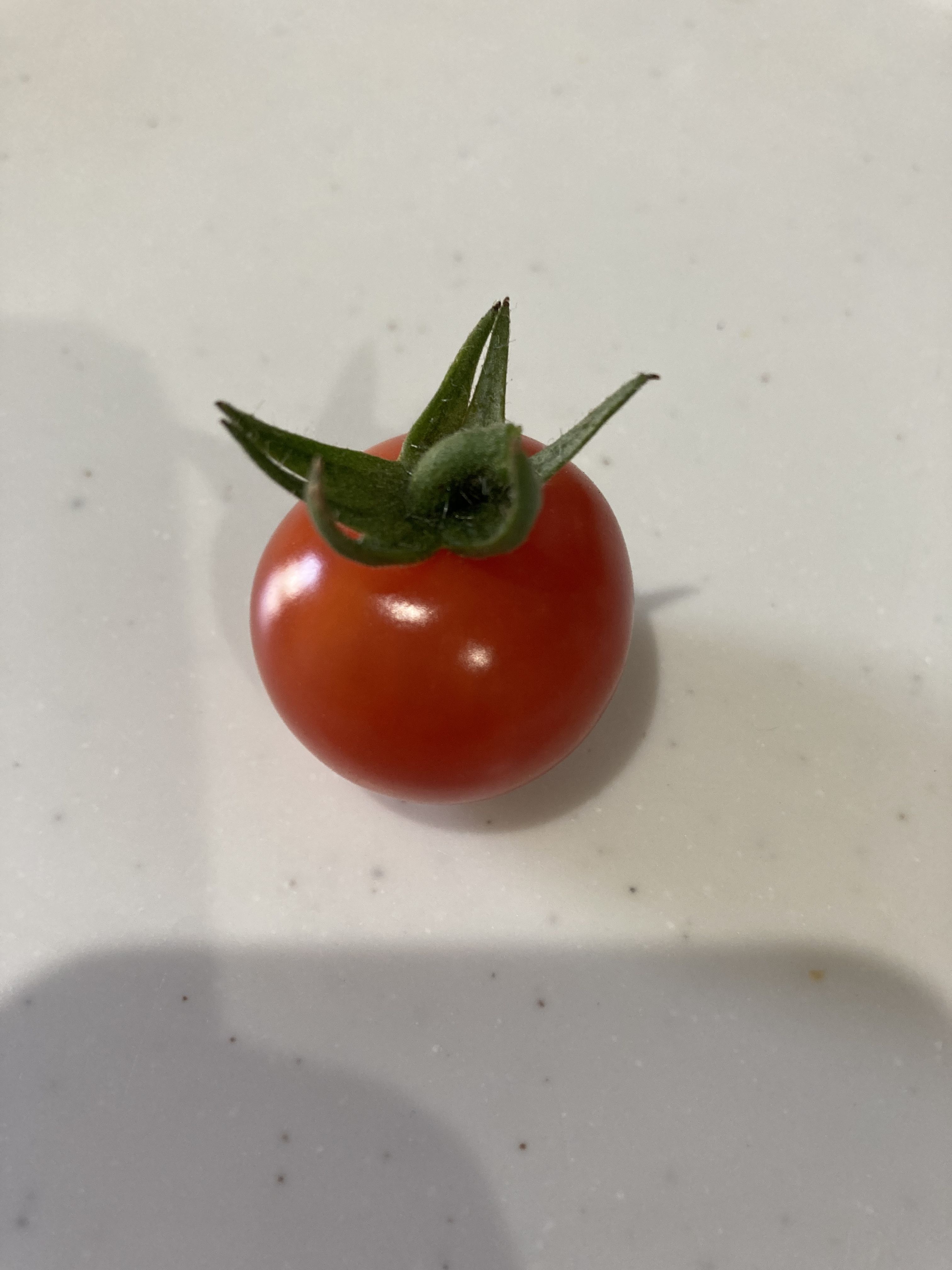 ミニトマト | CAINZ DIY Square