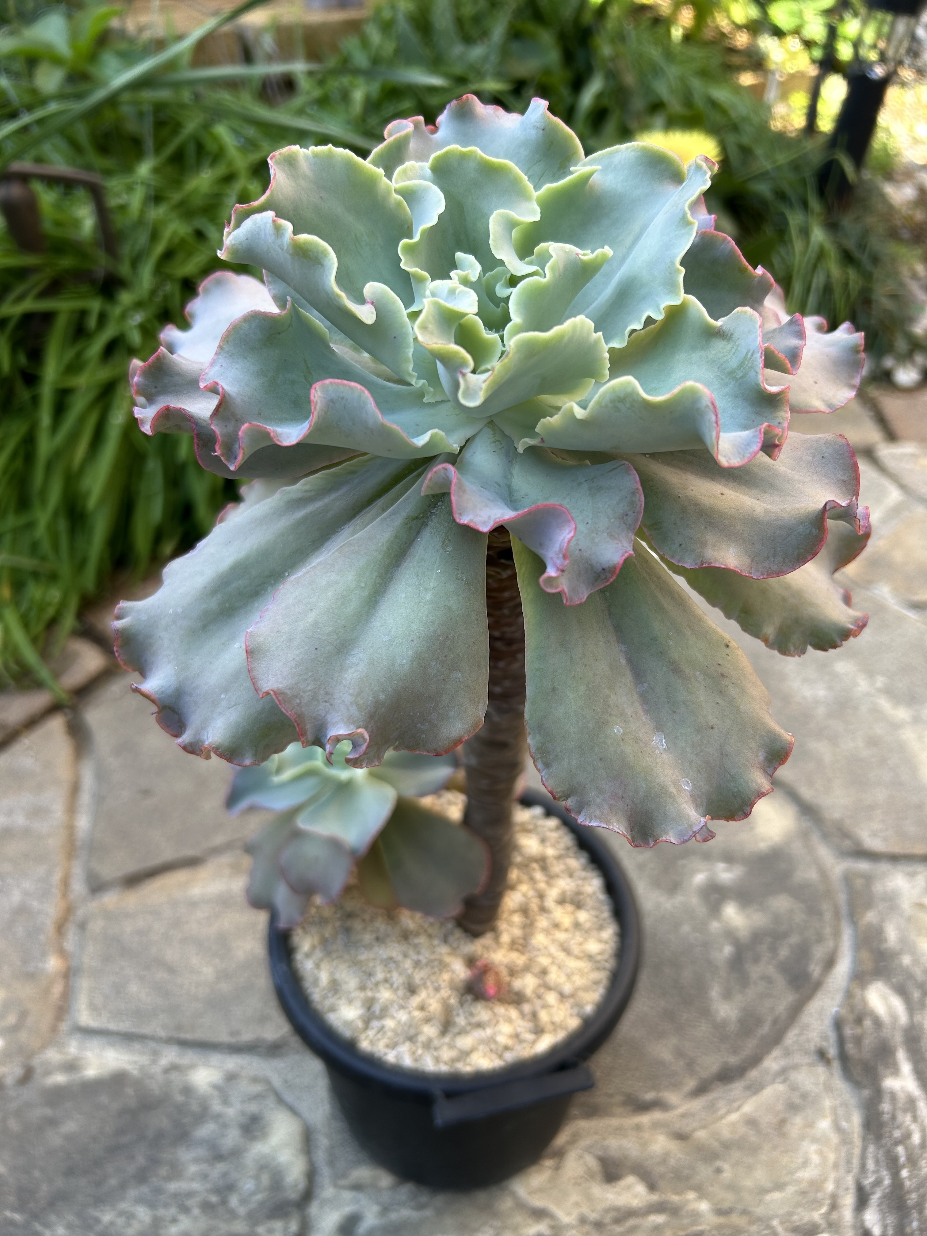 多肉植物❤️ プリンセスパール ❤️1頭19cm!拔き苗！セダム  おまけ 258b846b-1b89-4fd4-968f-