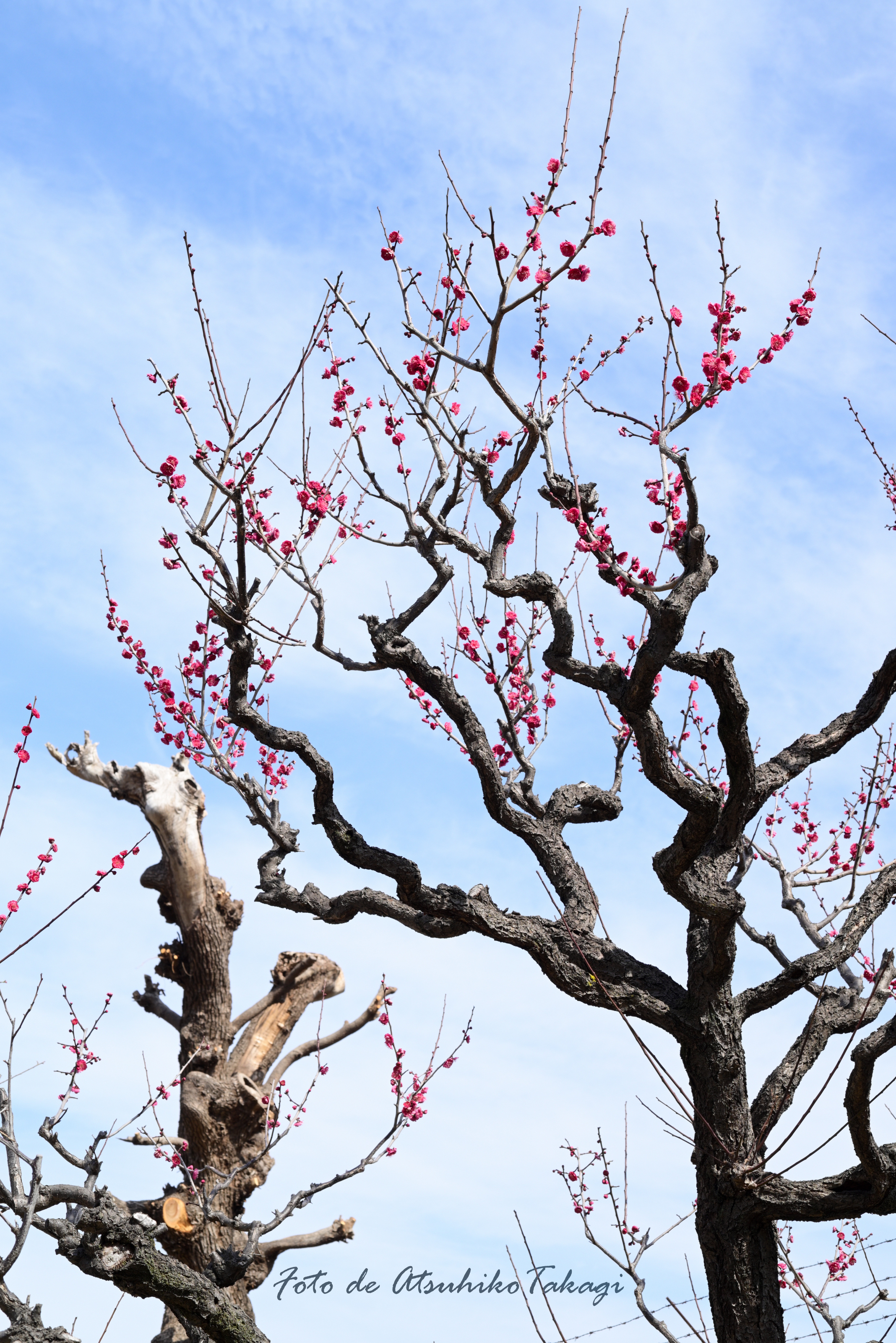 空高く紅白梅（大阪・高津公園） | PHOTO HUB by nikkor club