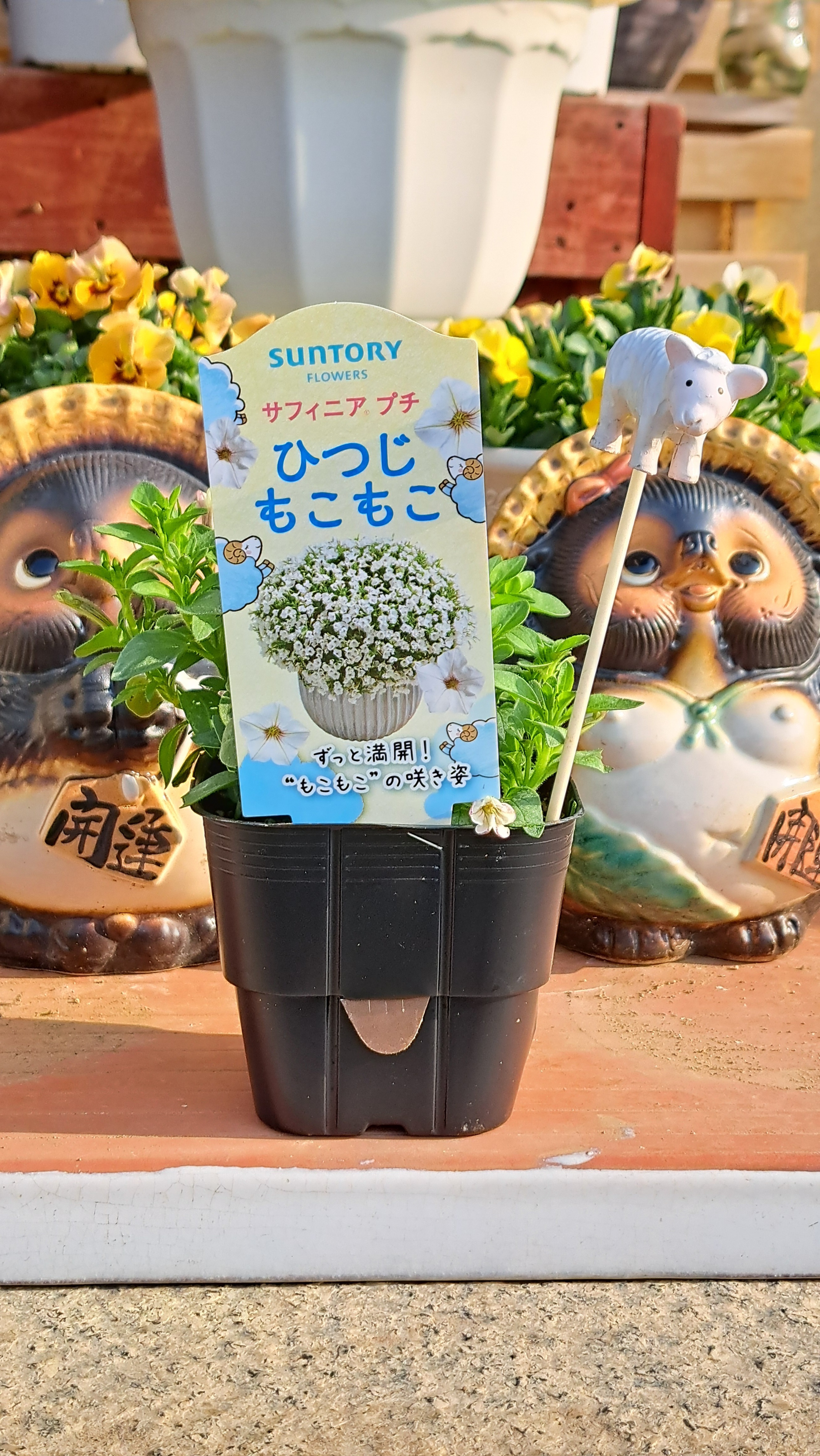 やっとあえたね🐑 | SUNSUNガーデン