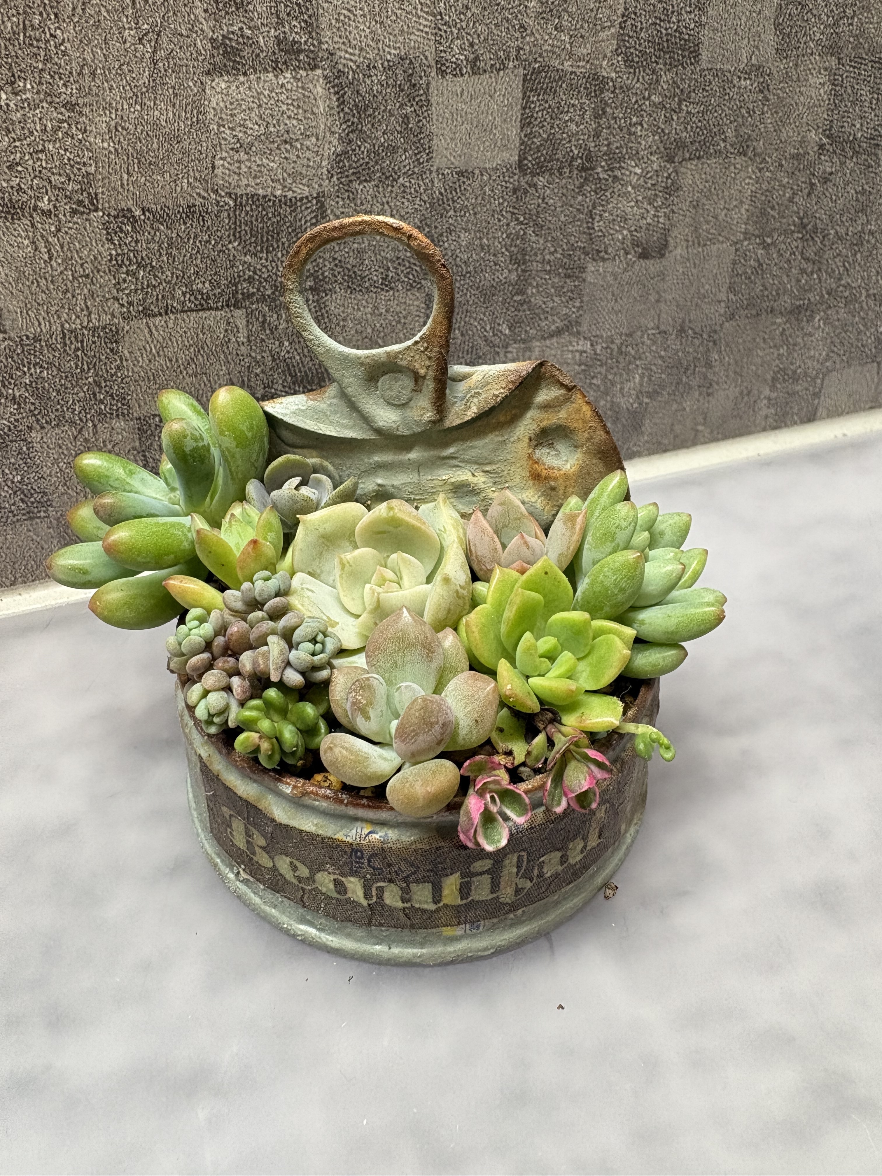 多肉植物の寄せ植え🪴 | CAINZ DIY Square