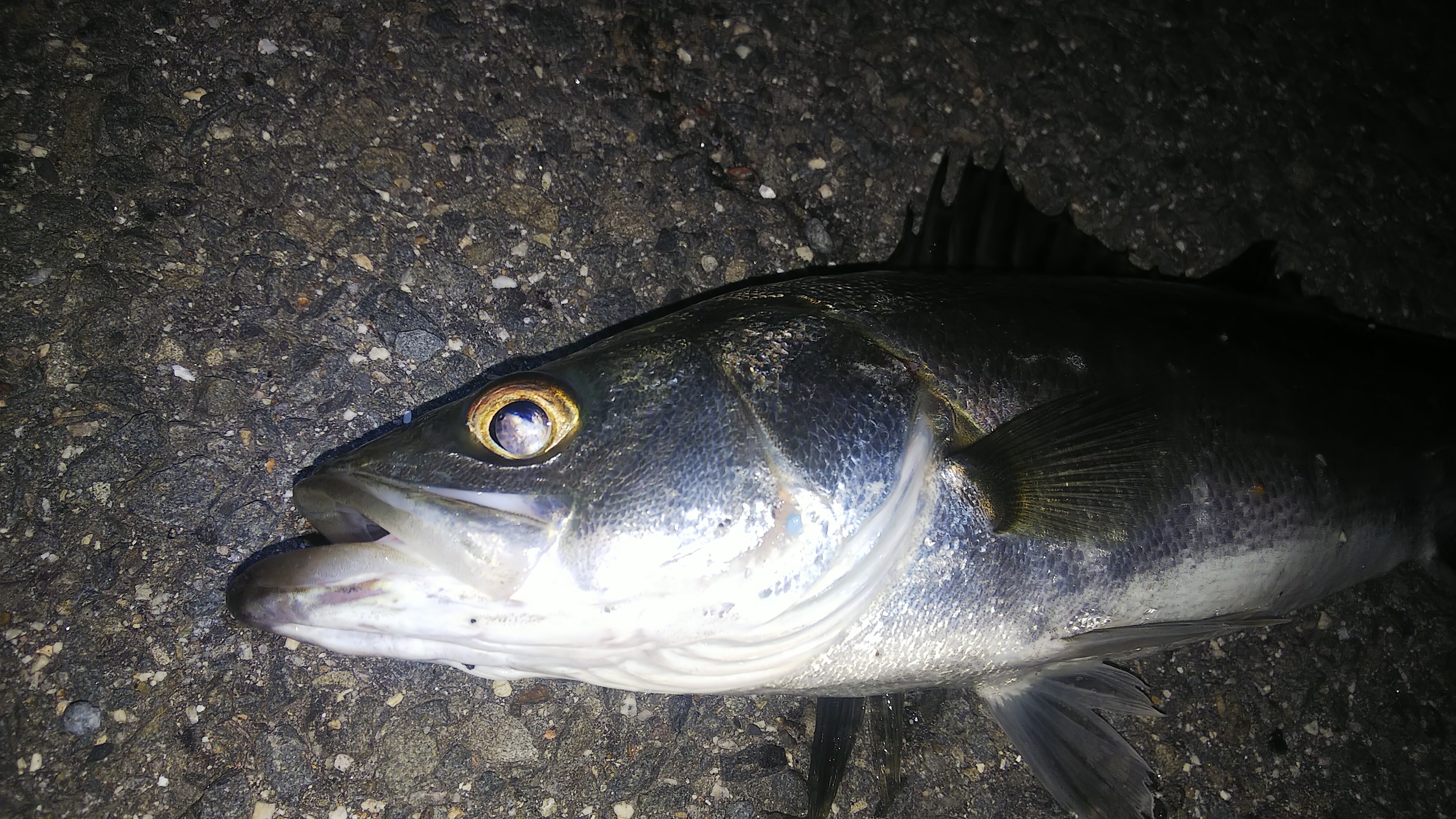 ダイソールアーロッドの使い分けとは? | DAISOの輪