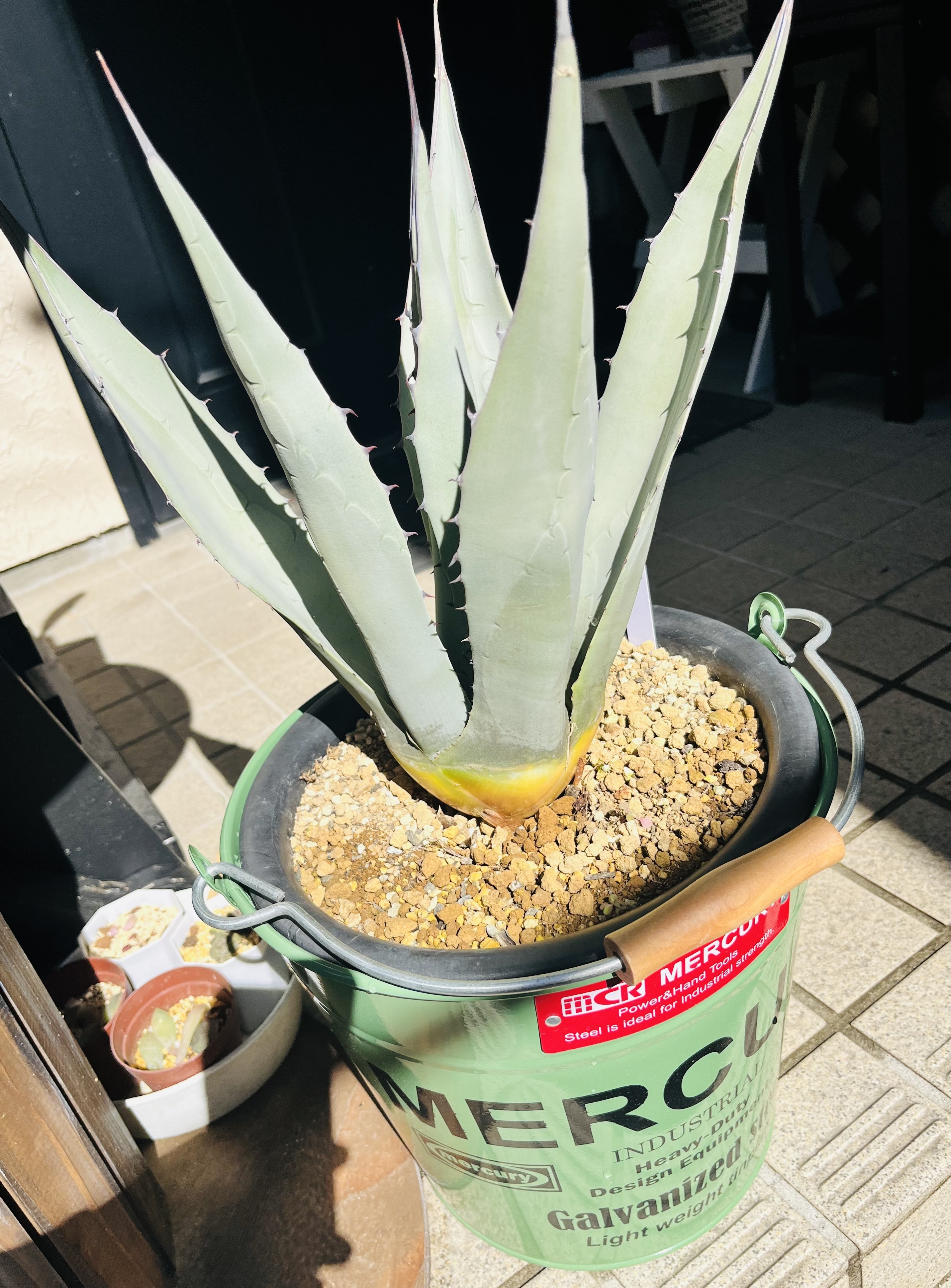 アガベ | CAINZ DIY Square