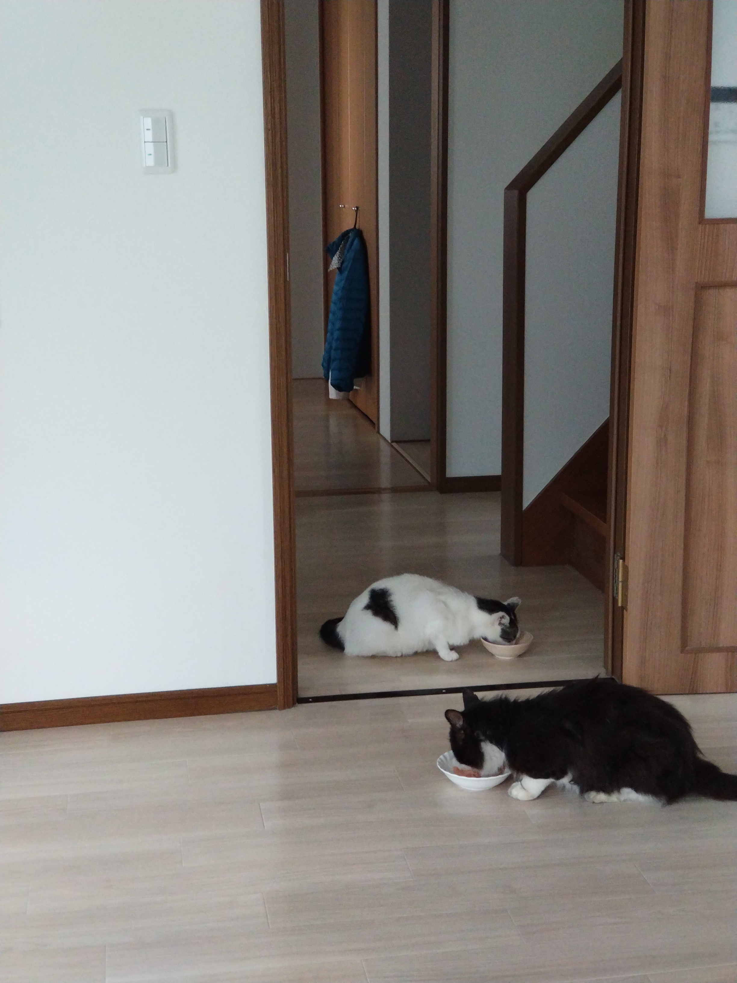 野良猫が家の中に入ってくるようになりました。