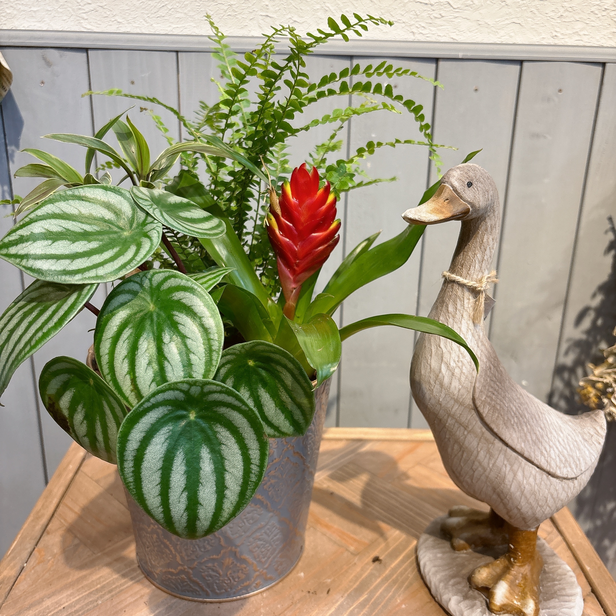 ブリキばちの観葉植物の鉢植え🪴 | CAINZ DIY Square