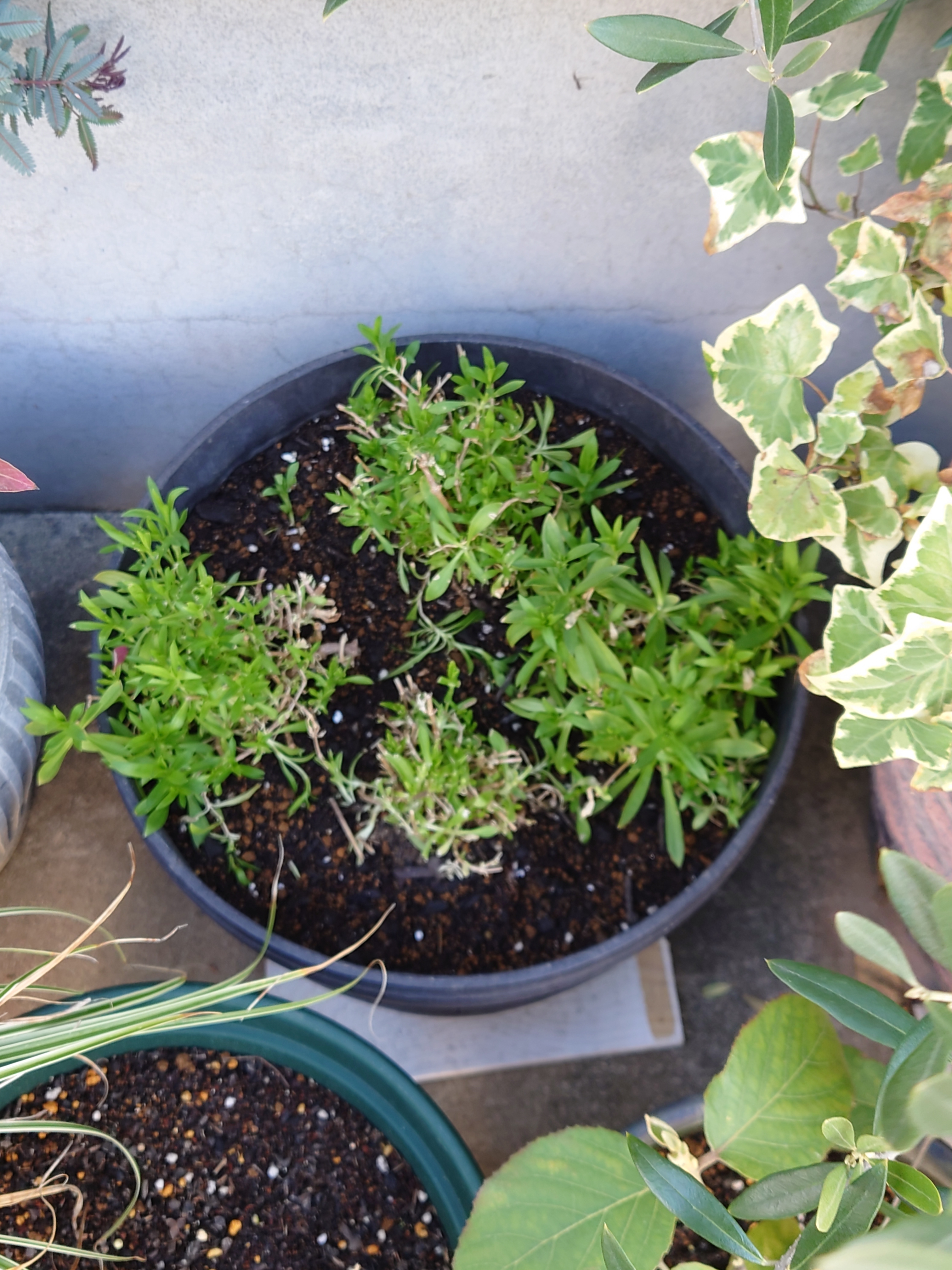 ナデシコの植え替え | CAINZ DIY Square