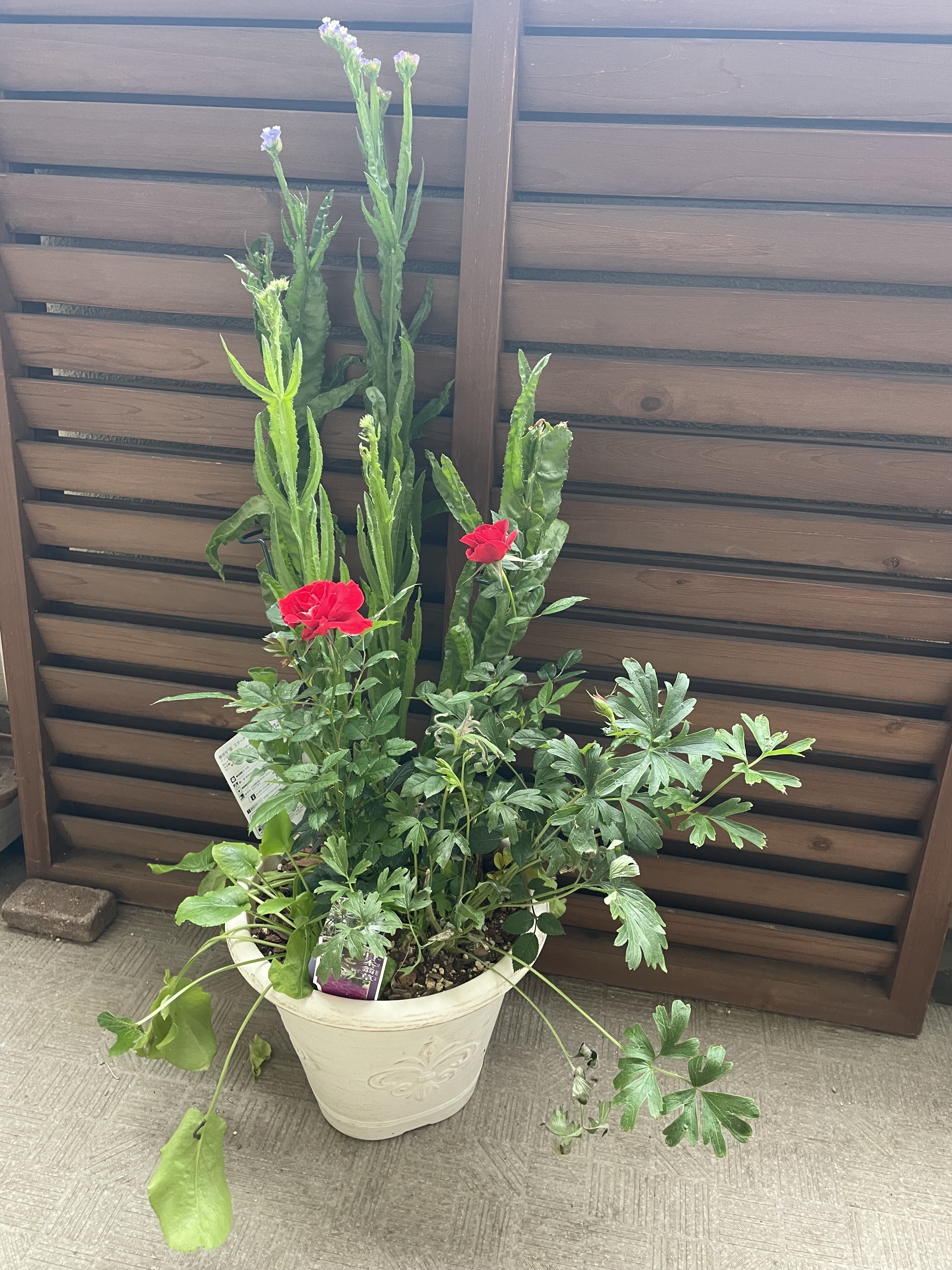 ドライフラワーになる植物寄せ植え③ 宅急便発送致します ドライフラワーにもなる季節の寄せ植えその後  | CAINZ DIY Square