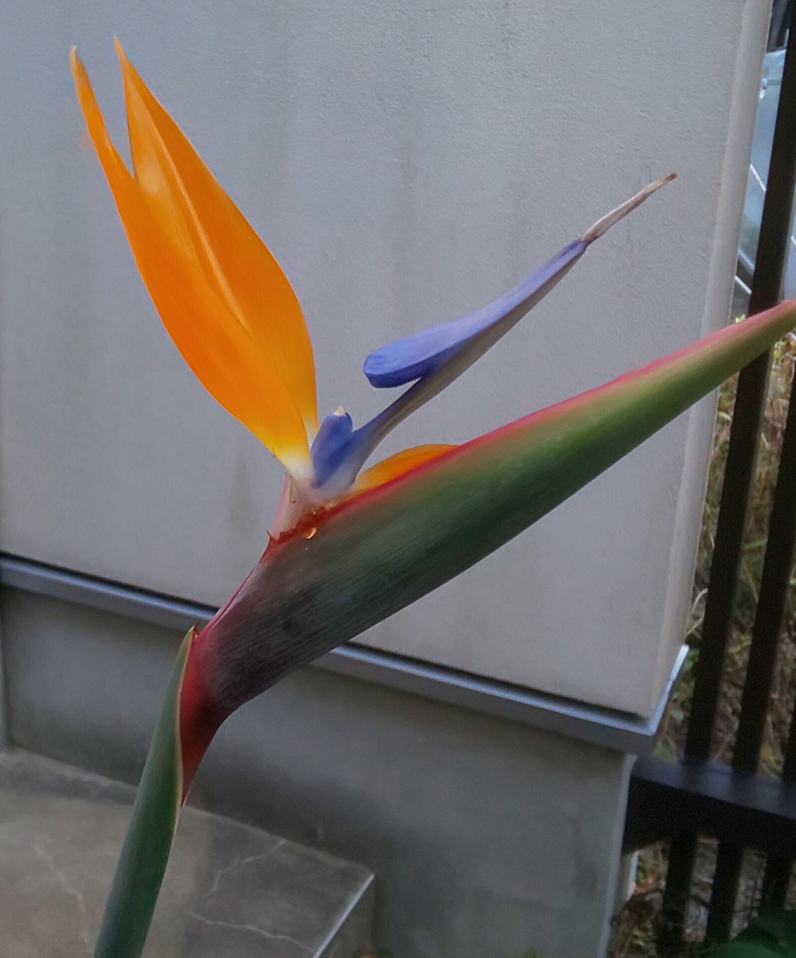 極楽鳥花(ストレリチア) | CAINZ DIY Square