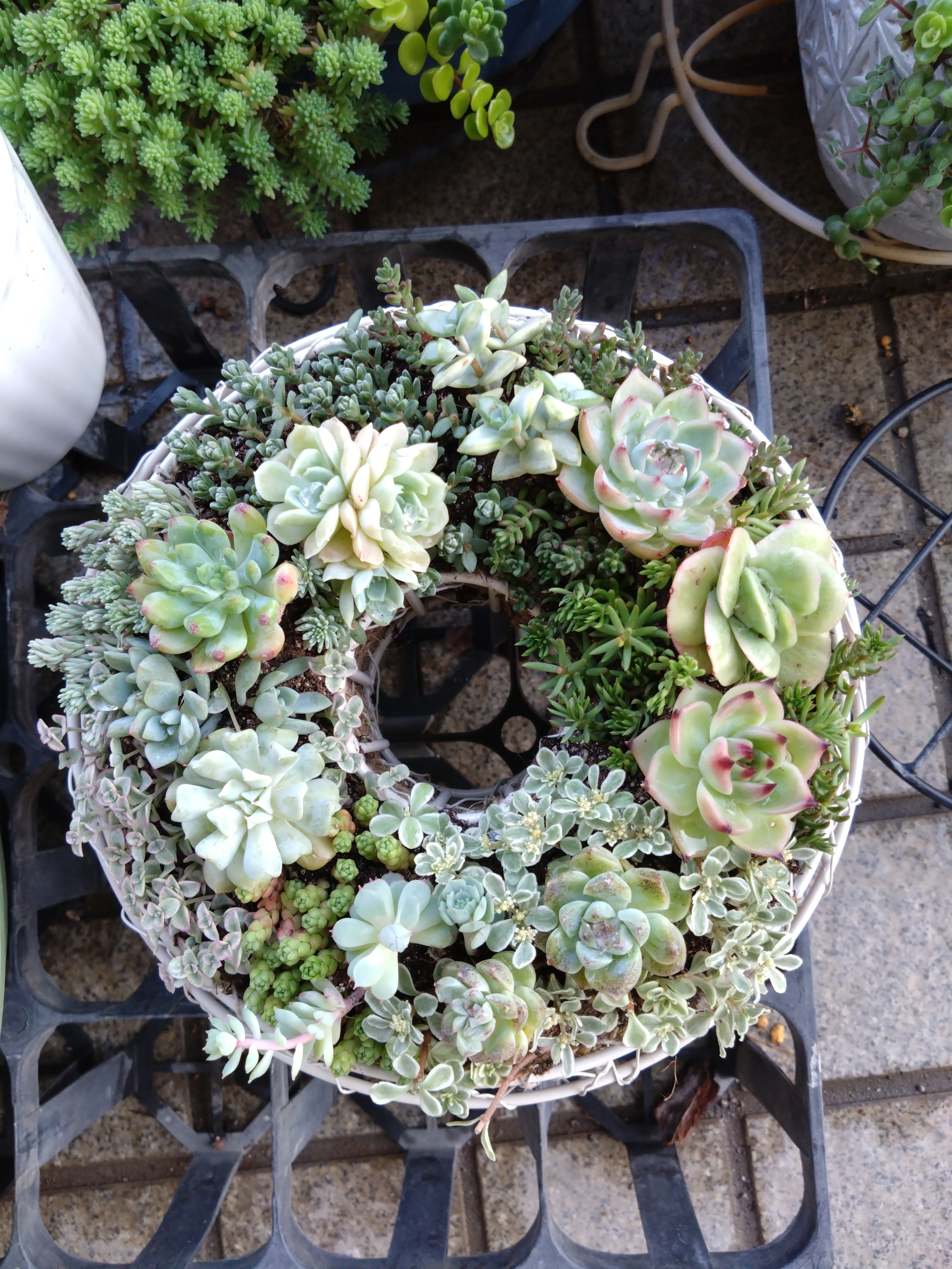 多肉植物　寄せ植え　リース 寄せ植え | CAINZ DIY Square