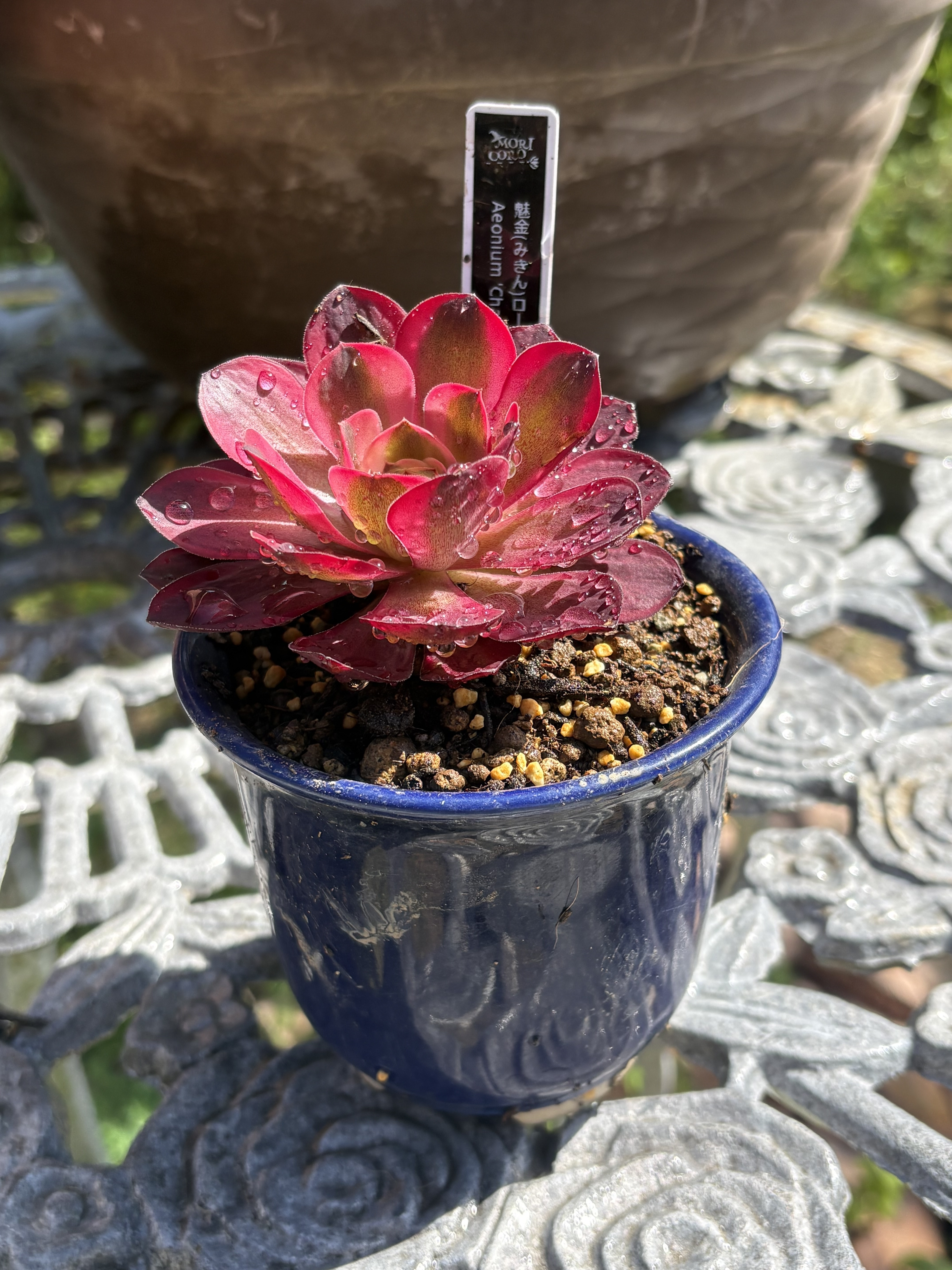 【珍品】多肉植物 硫黄団扇 赤い妖 新しい多肉仲間入り | CAINZ DIY Square